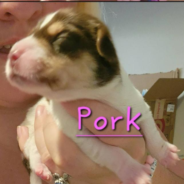 Pork, a Adoptable mixed breed in Chaska, MN image 2/2