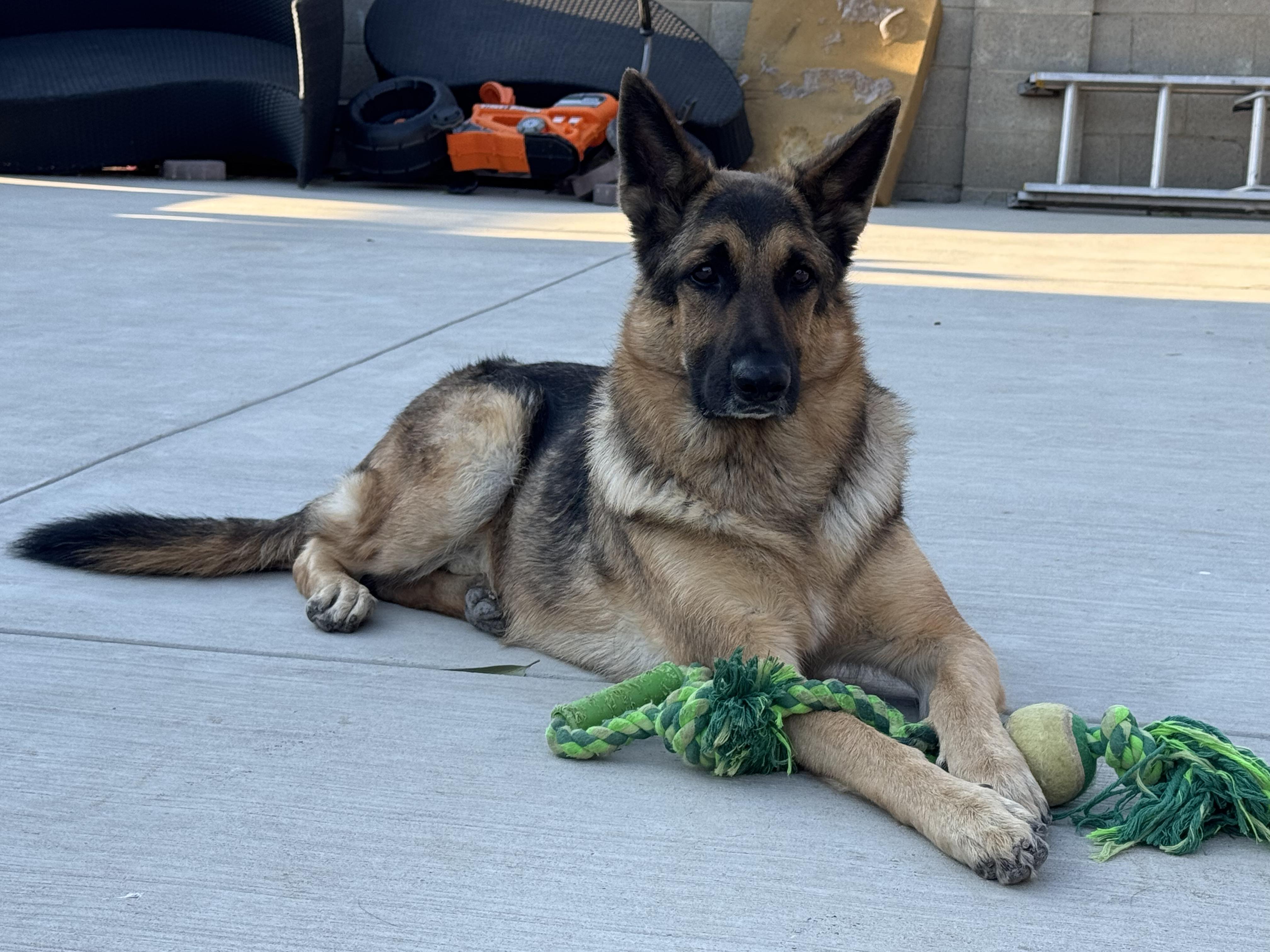 Enlarge QiQi, a Adoptable German Shepherd Dog in Sherman oaks, CA image 1/4