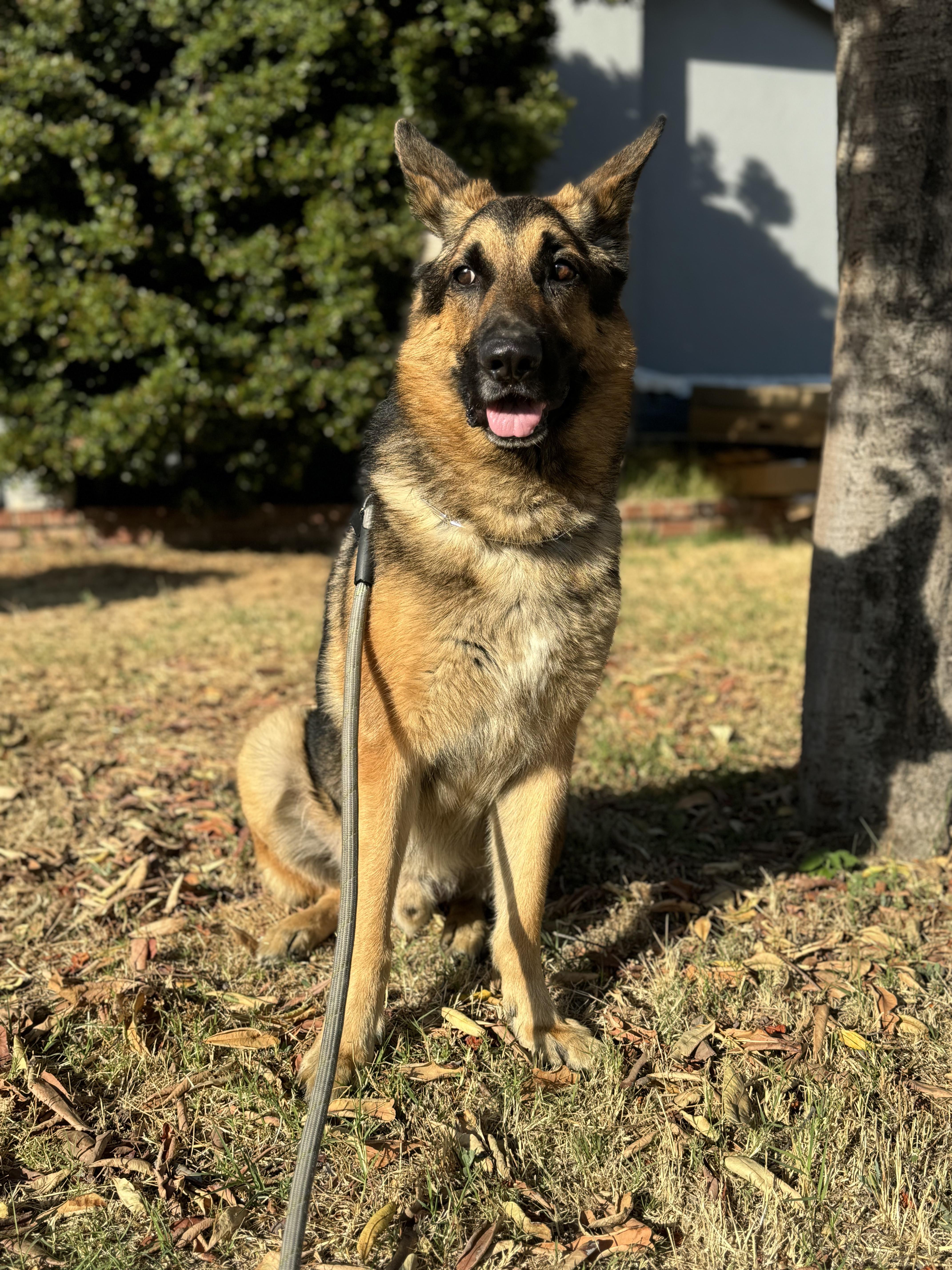 Enlarge QiQi, a Adoptable German Shepherd Dog in Sherman oaks, CA image 2/4