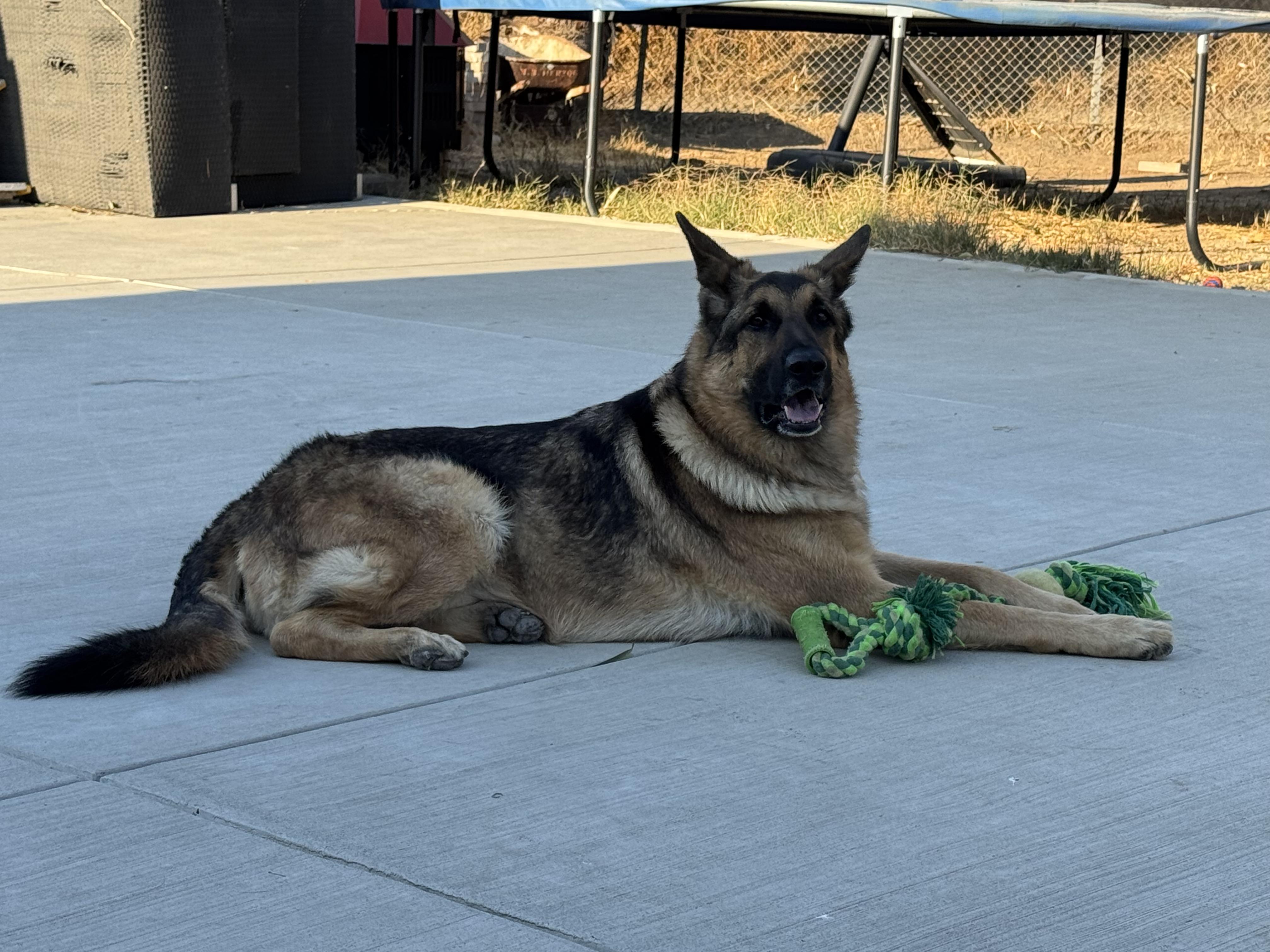 Enlarge QiQi, a Adoptable German Shepherd Dog in Sherman oaks, CA image 4/4