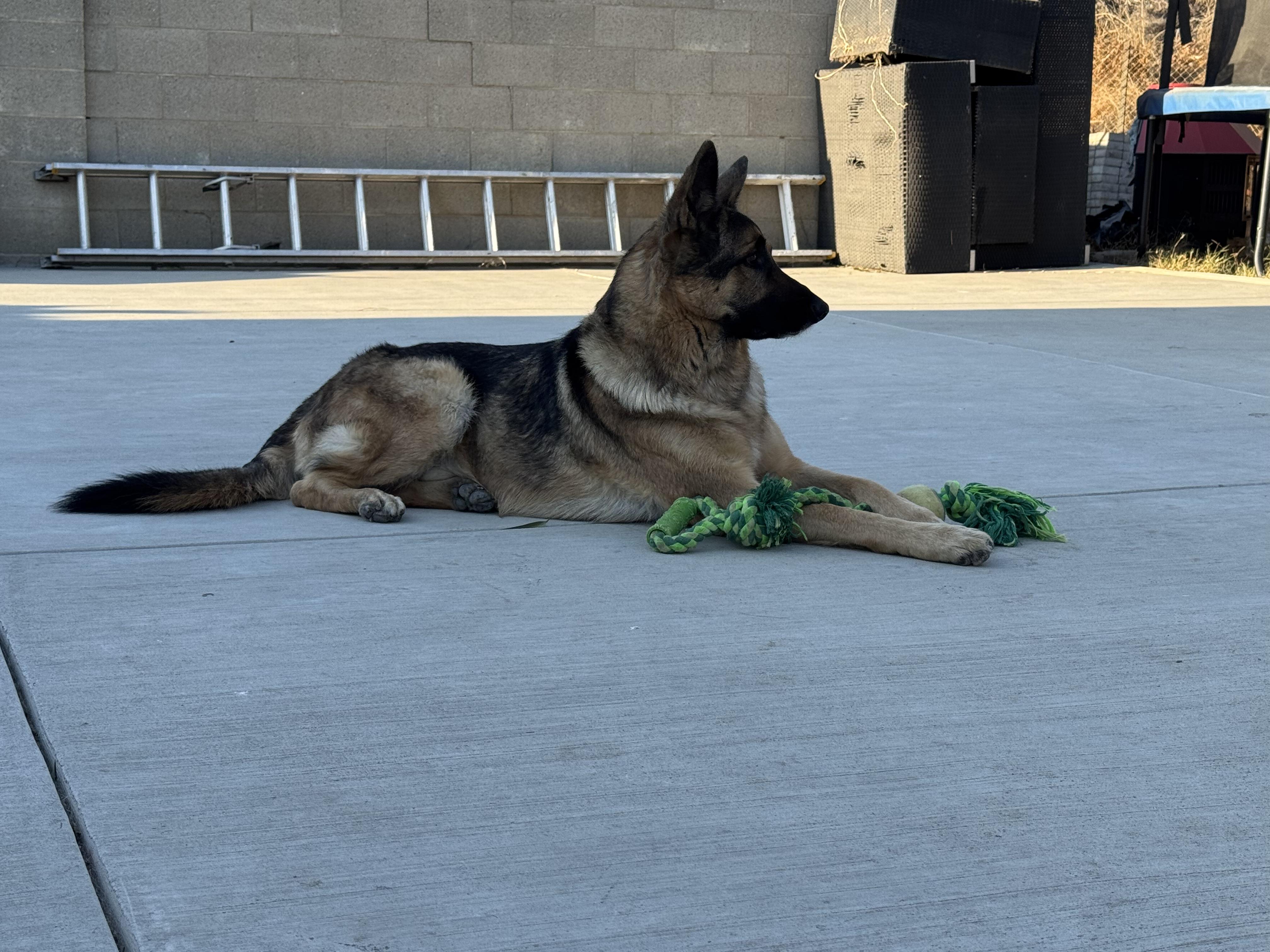 Enlarge QiQi, a Adoptable German Shepherd Dog in Sherman oaks, CA image 3/4