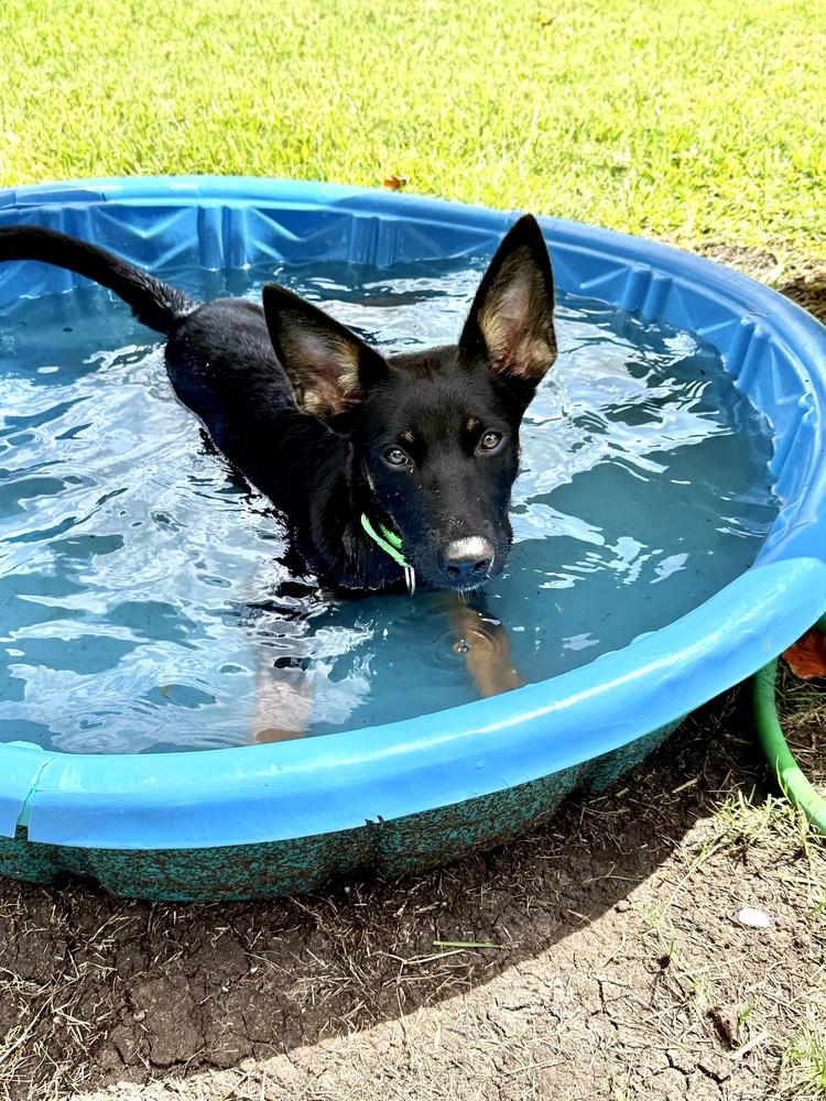 Enlarge Aberdeen, a Adoptable mixed breed in San Leon, TX image 1/6