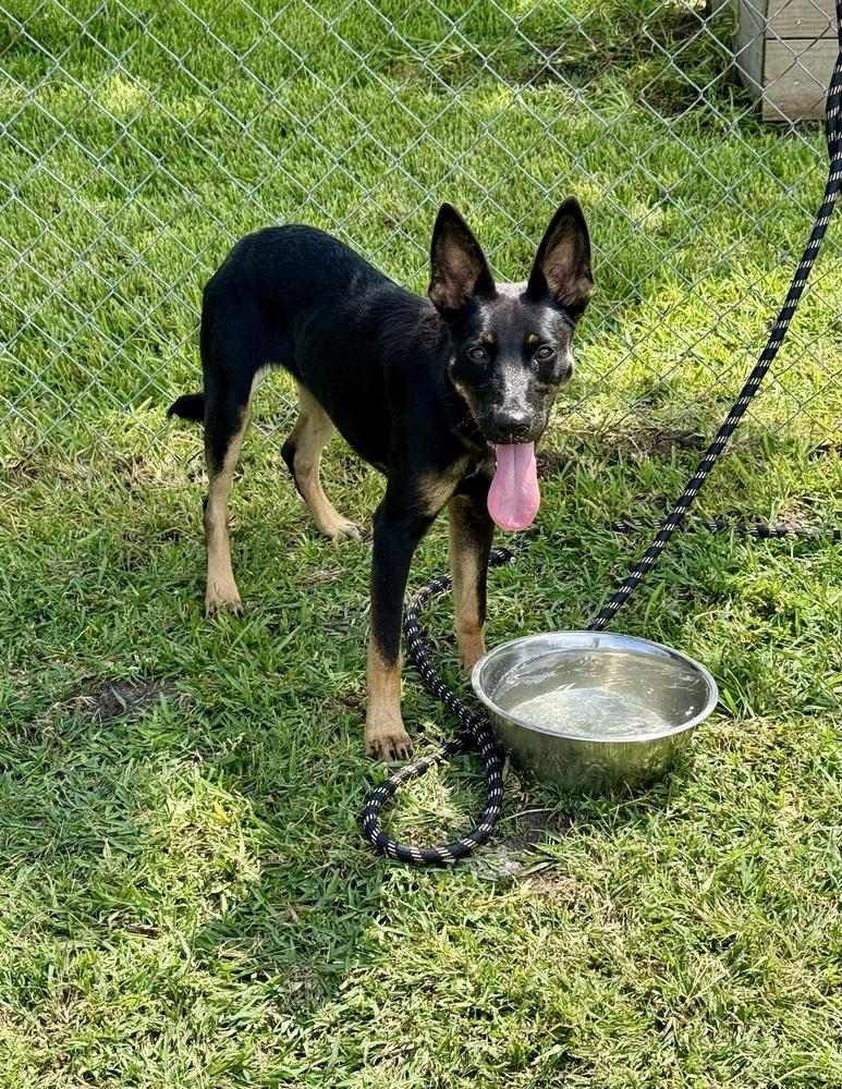 Enlarge Aberdeen, a Adoptable mixed breed in San Leon, TX image 3/6