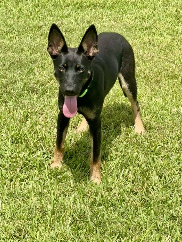 Enlarge Aberdeen, a Adoptable mixed breed in San Leon, TX image 5/6