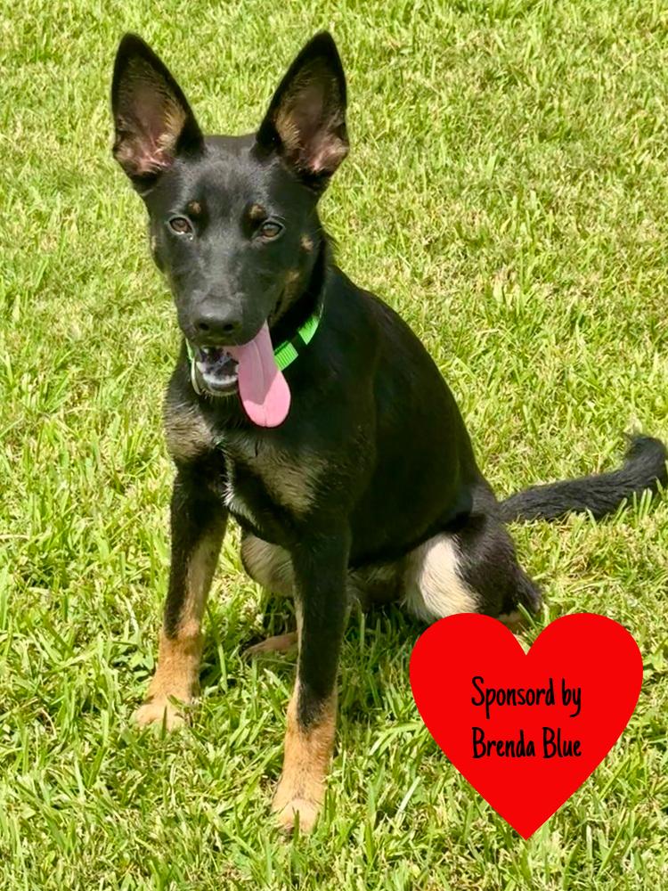 Enlarge Aberdeen, a Adoptable mixed breed in San Leon, TX image 6/6