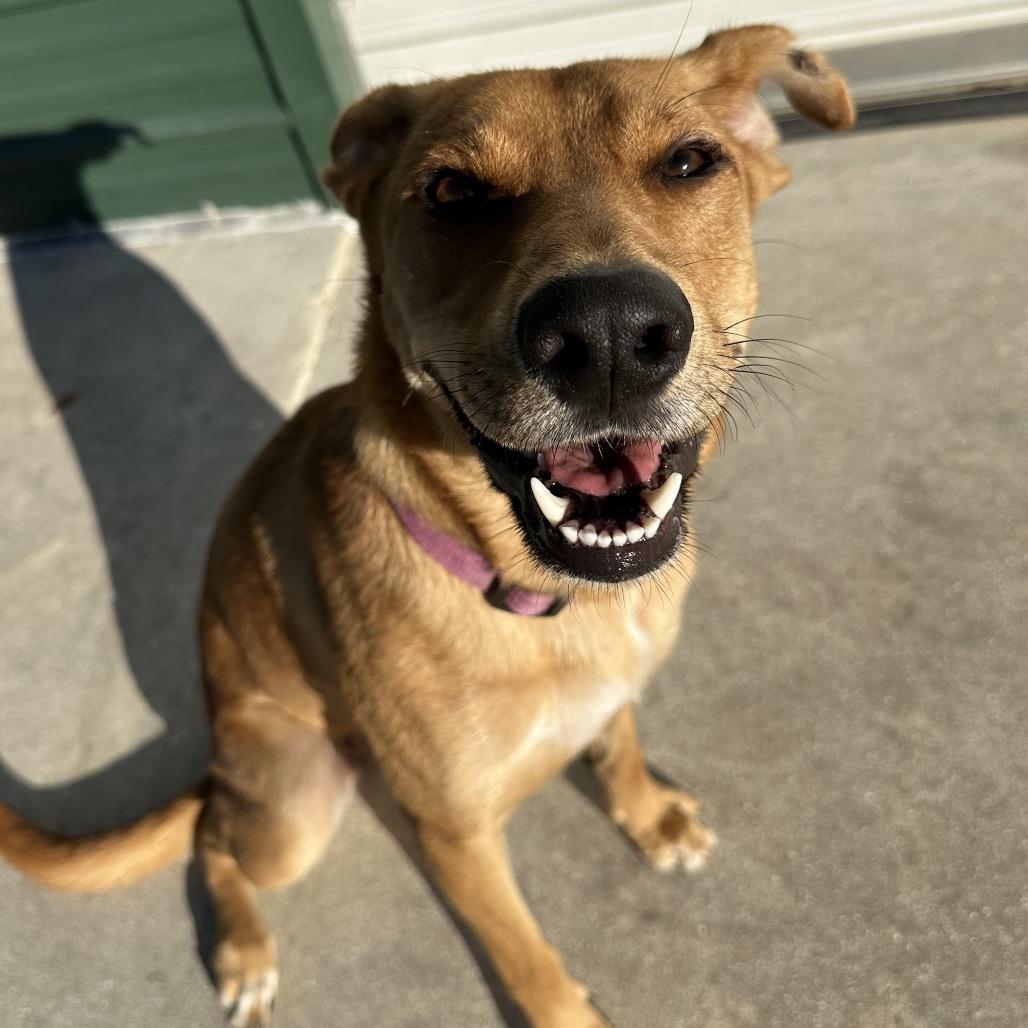 DELILAH, Adoptable, Adult Female Black Mouth Cur & Labrador Retriever.