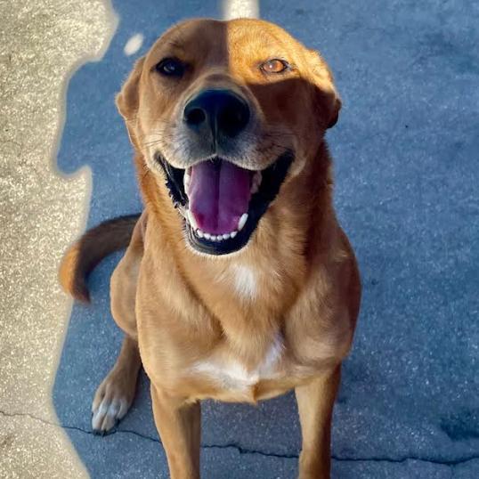 Enlarge DELILAH, a Adoptable mixed breed in Indiantown, FL image 2/6