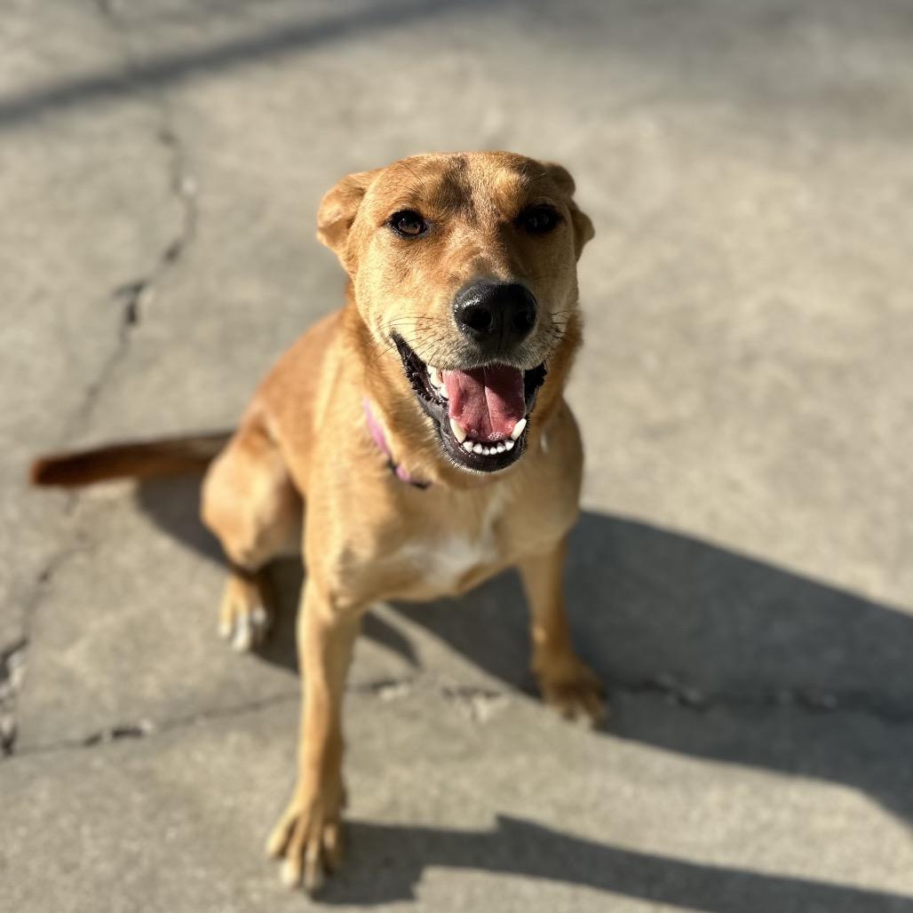 Enlarge DELILAH, a Adoptable mixed breed in Indiantown, FL image 3/6