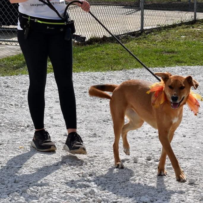 Enlarge DELILAH, a Adoptable mixed breed in Indiantown, FL image 6/6