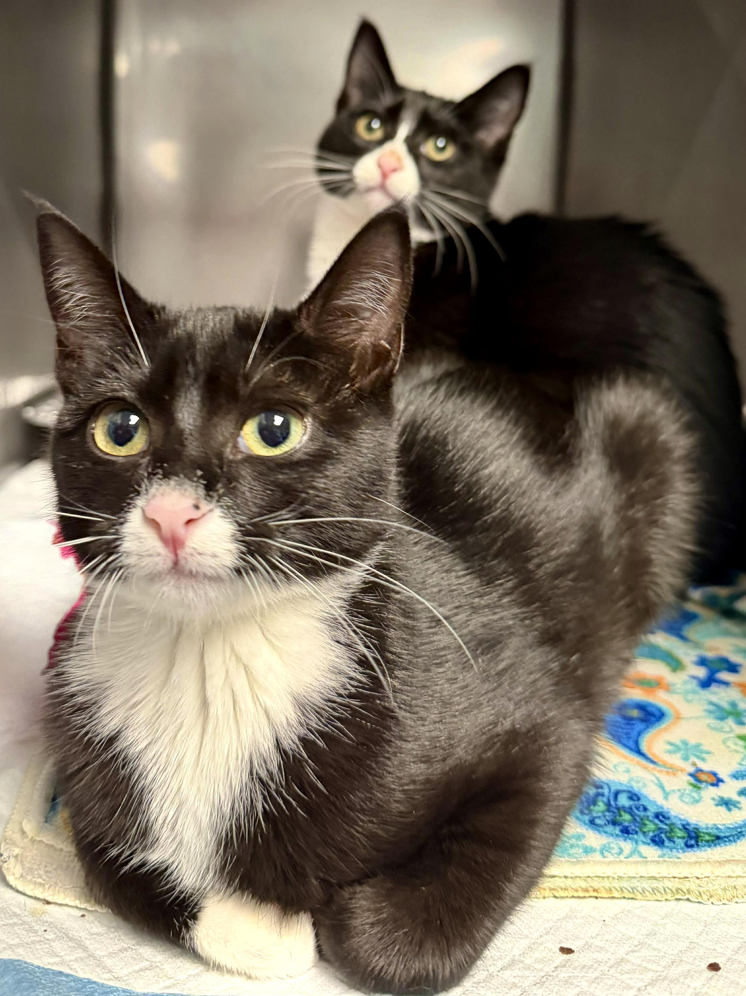 Enlarge Cinder - Sweet and affectionate, a Adoptable Domestic Short Hair in Milwaukee, WI image 2/5