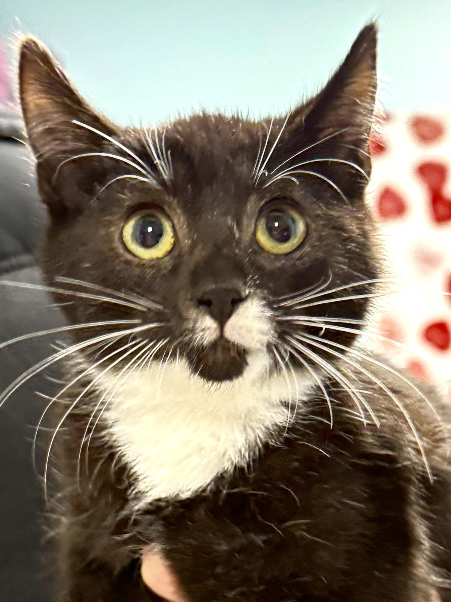 Enlarge Cinder - Sweet and affectionate, a Adoptable Domestic Short Hair in Milwaukee, WI image 4/5