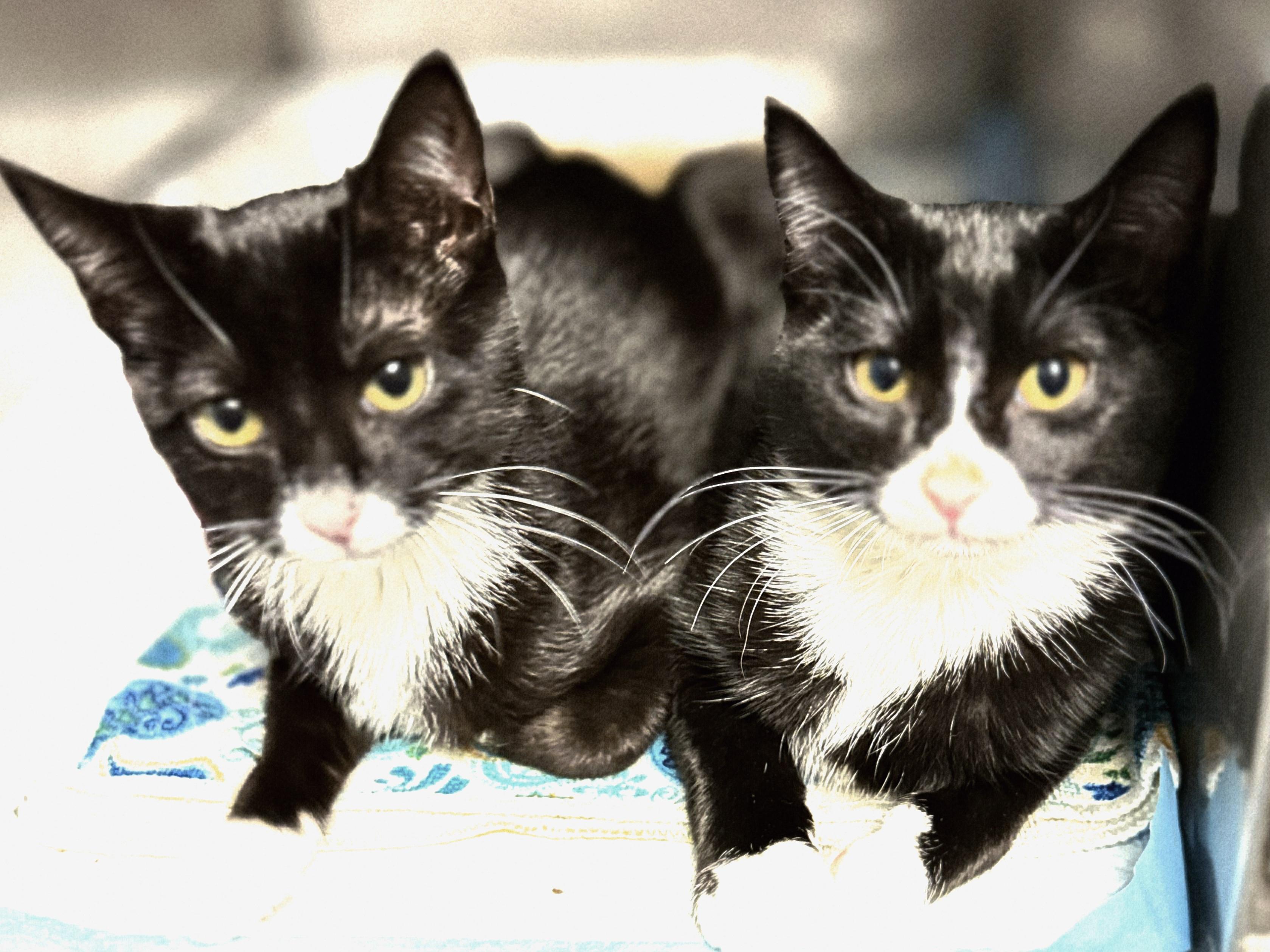 Cinder - Sweet and affectionate, Adoptable, Kitten Female Domestic Short Hair.