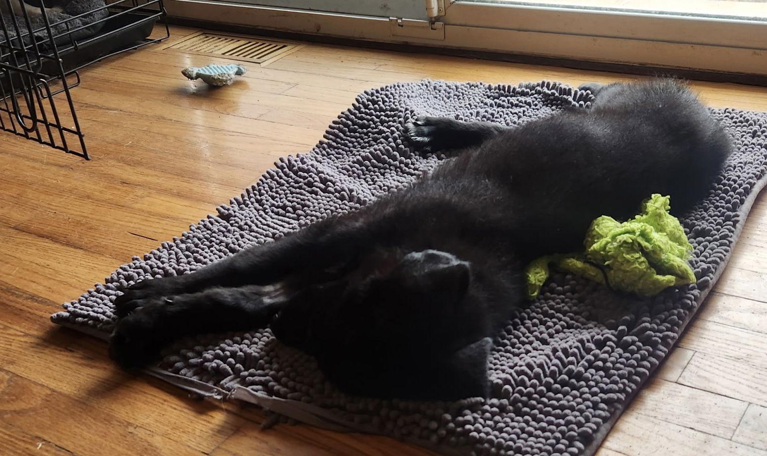 Boots, Adoptable, Puppy Male Poodle & Retriever.