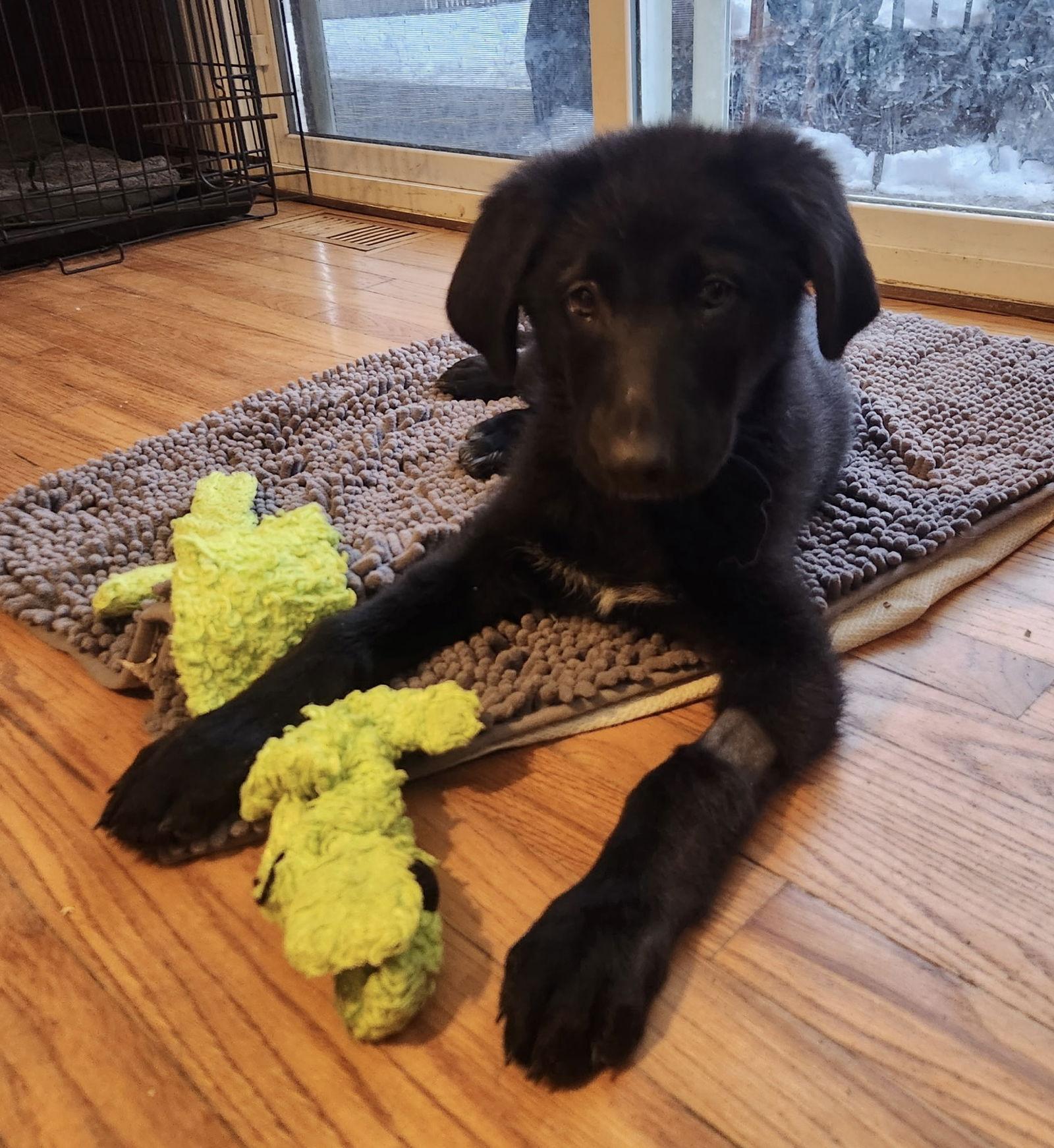 Boots, a Adoptable mixed breed in Hillside, IL image 2/3
