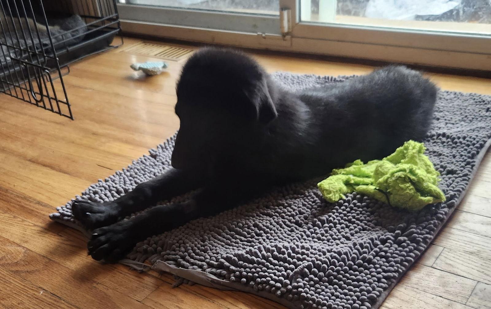 Boots, a Adoptable mixed breed in Hillside, IL image 3/3