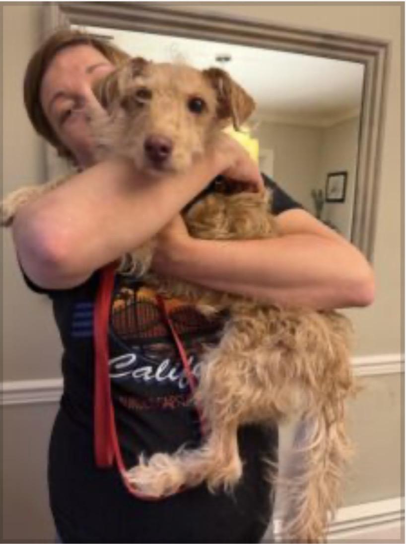 Enlarge Dixie, a ADOPTABLE mixed breed in Norfolk, VA image 1/1