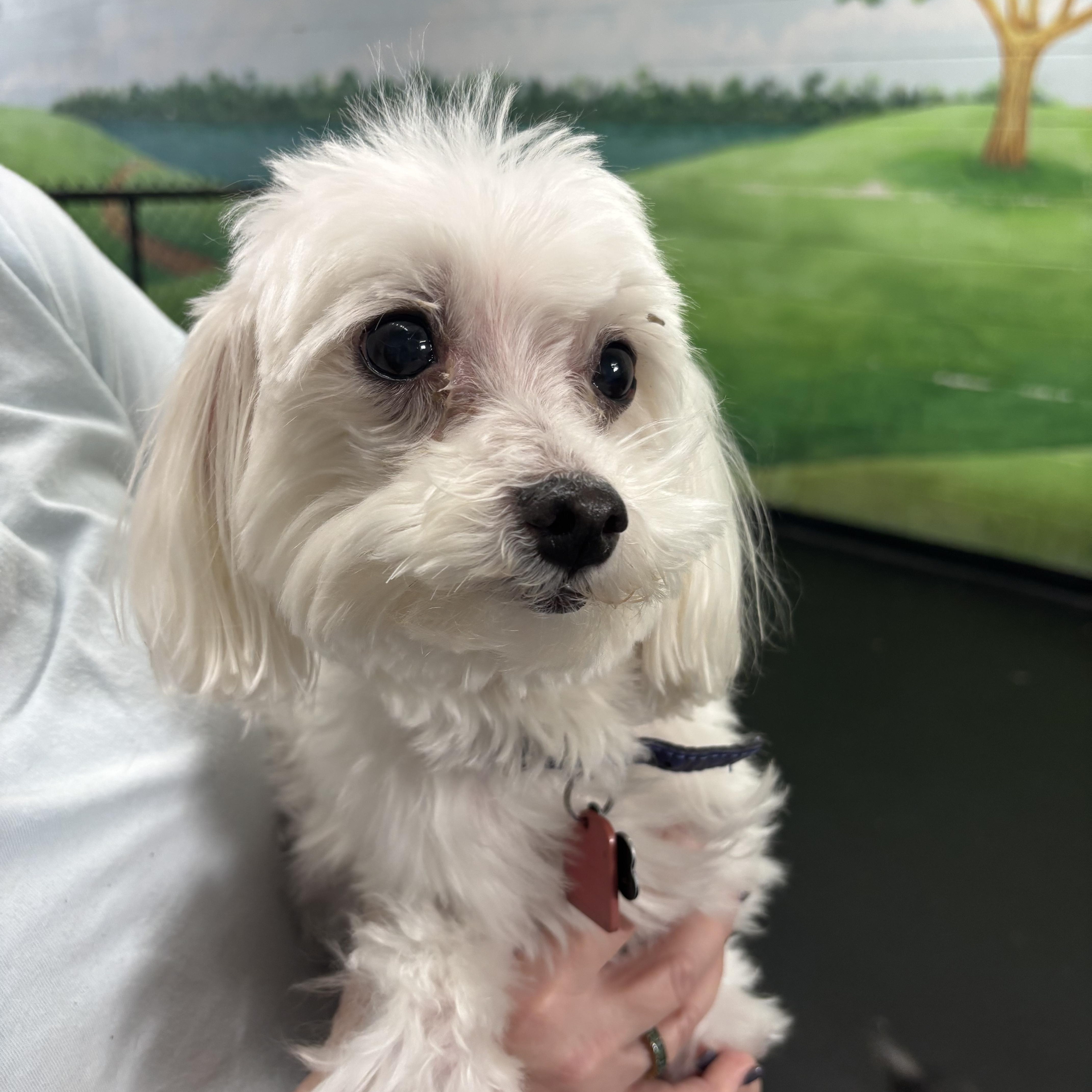 Enlarge Coco and Izzy, an adopted Maltese in Grosse Pointe Park, MI image 2/2