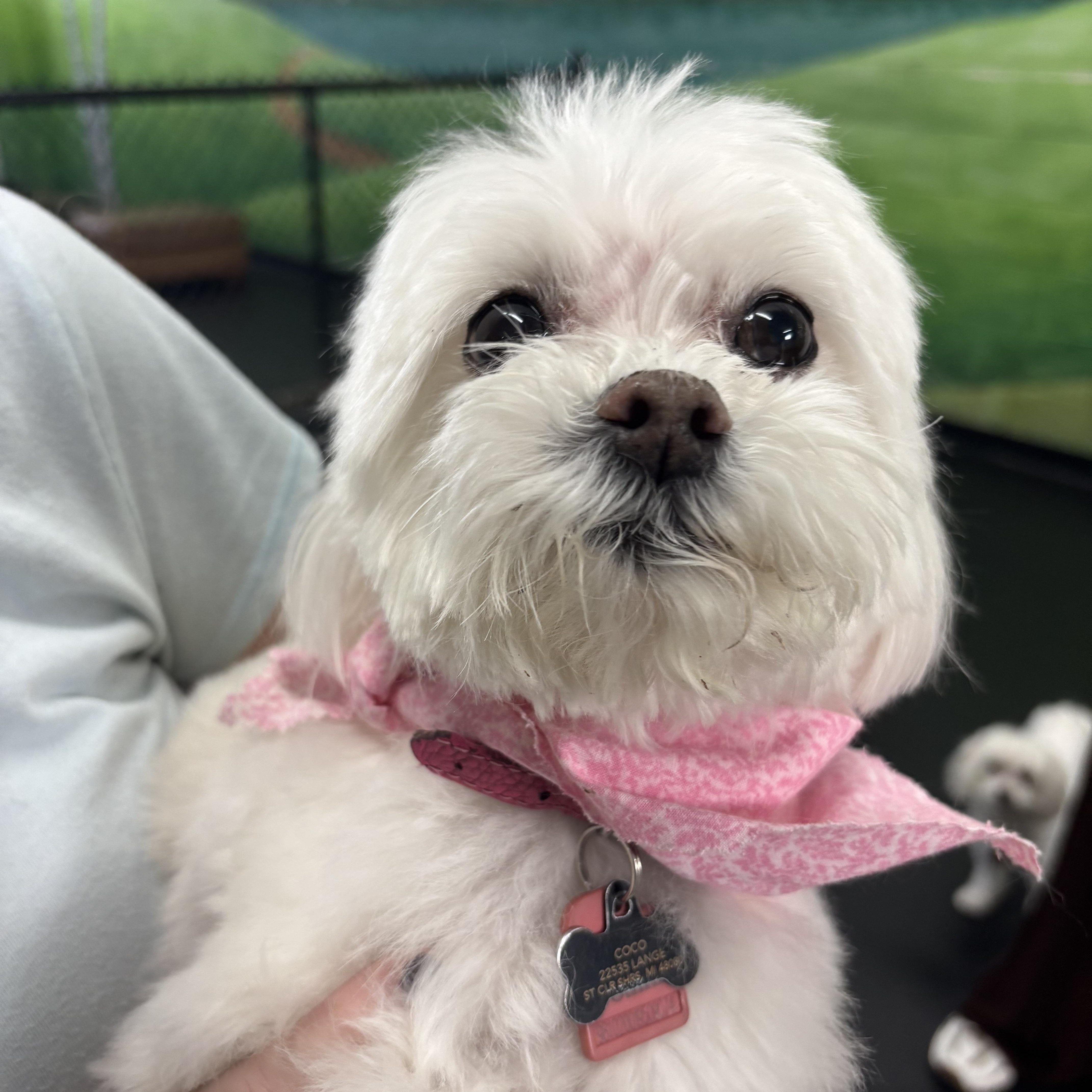 Enlarge Coco and Izzy, an adopted Maltese in Grosse Pointe Park, MI image 1/2