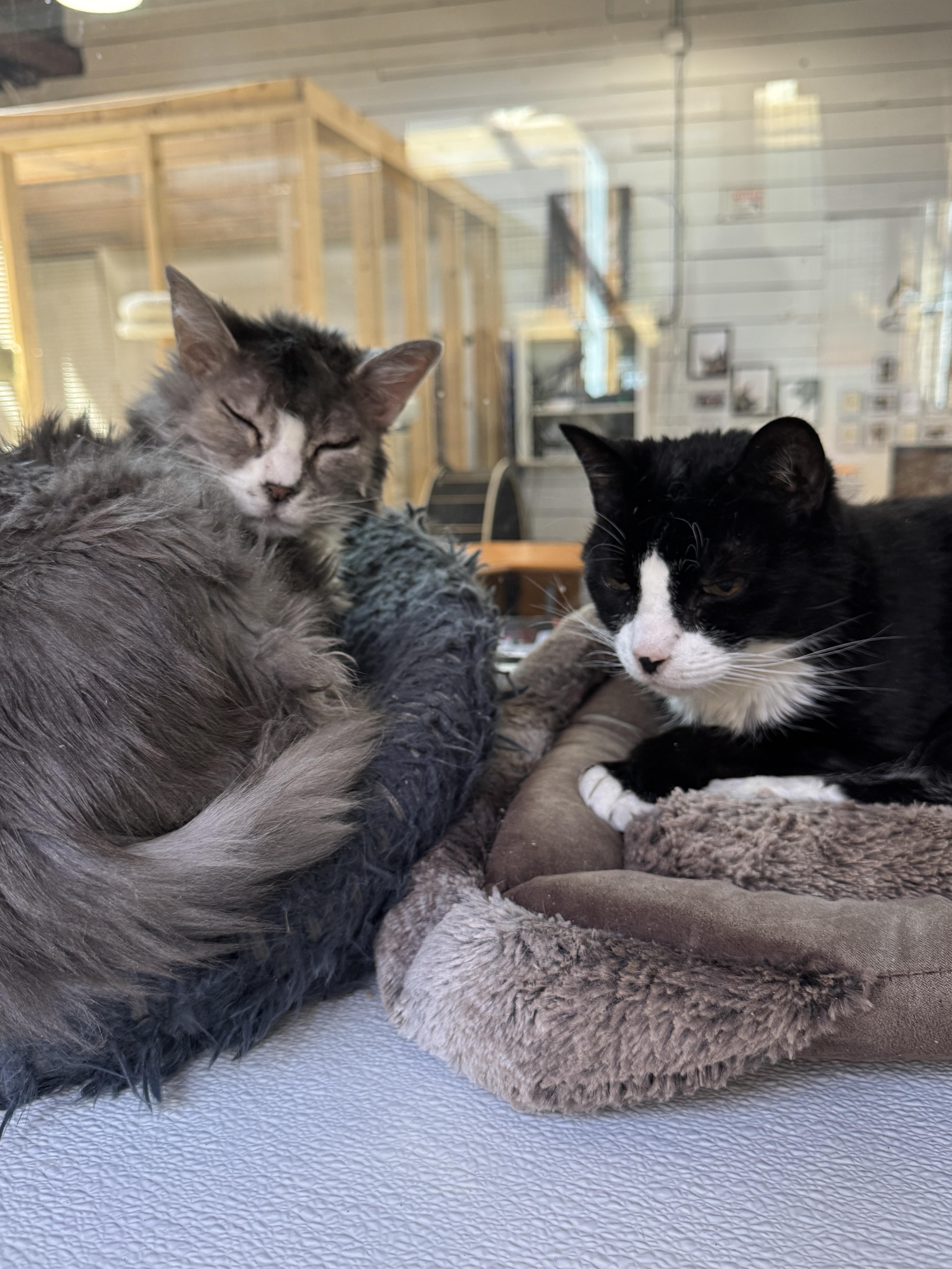 Enlarge Sadie & Sylvester, a ADOPTABLE mixed breed in Courtenay, BC image 4/4