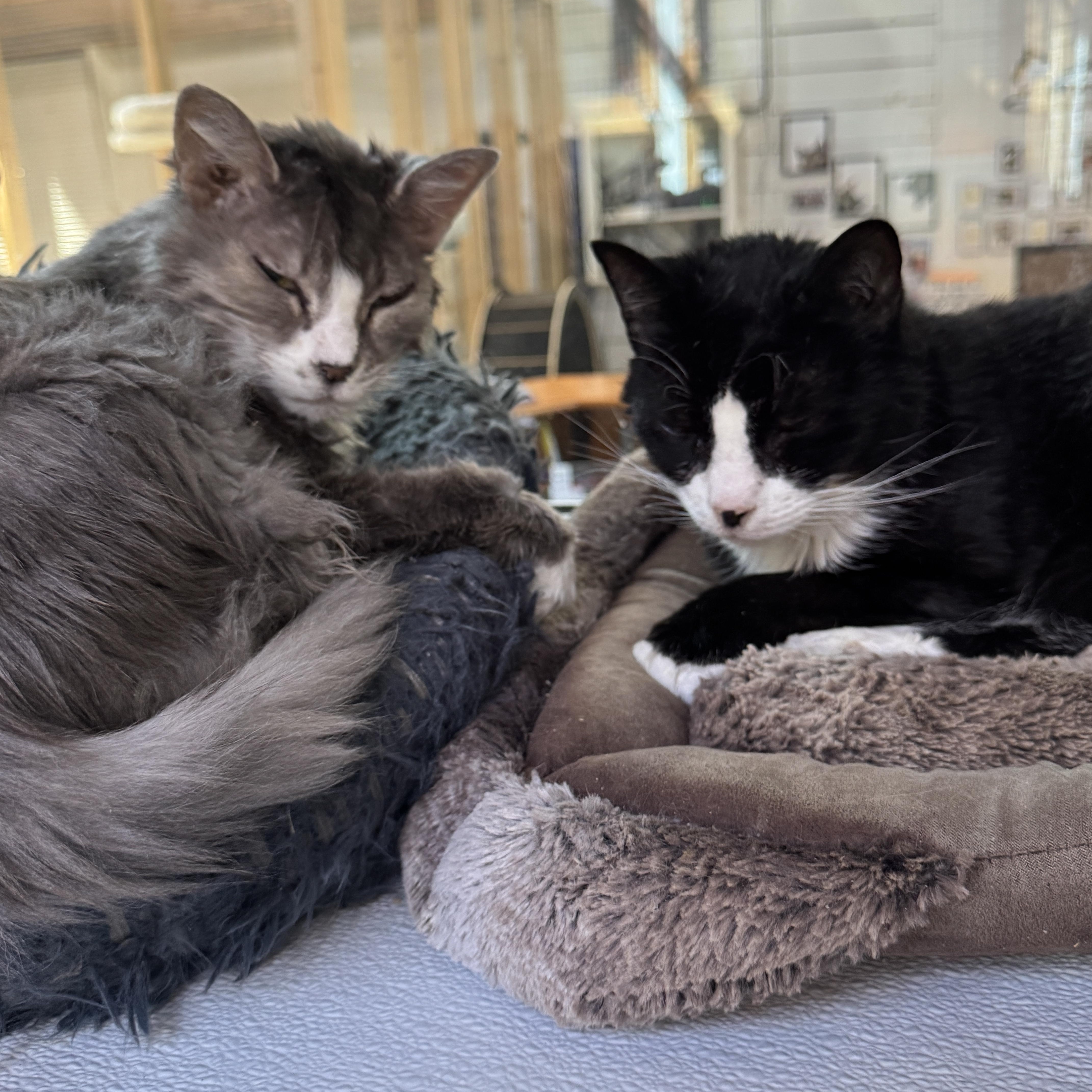Enlarge Sadie & Sylvester, a ADOPTABLE mixed breed in Courtenay, BC image 2/4