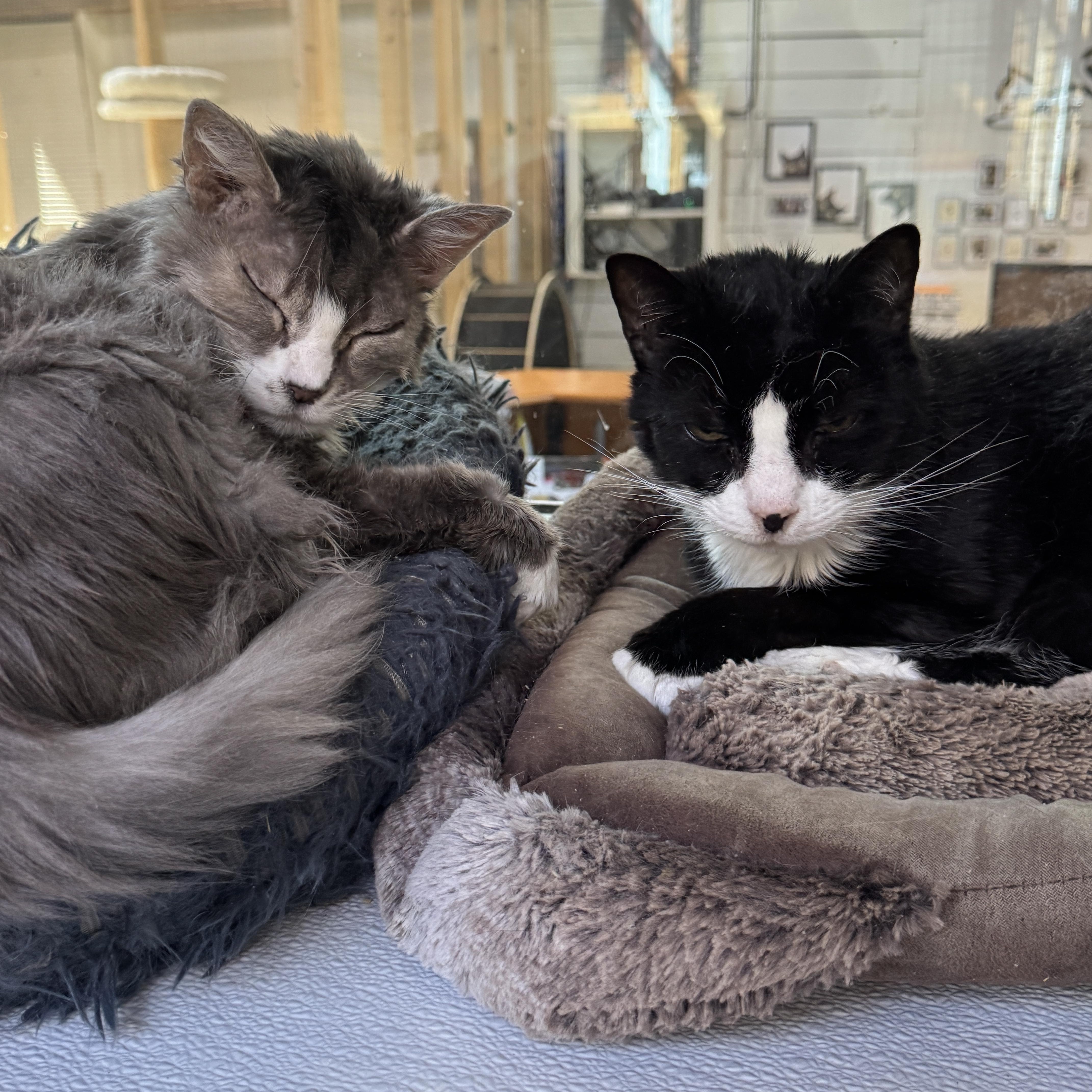 Sadie & Sylvester, ADOPTABLE, Senior Male Domestic Medium Hair & Domestic Short Hair.