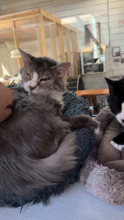 Enlarge Sadie & Sylvester, a ADOPTABLE mixed breed in Courtenay, BC video 3/4