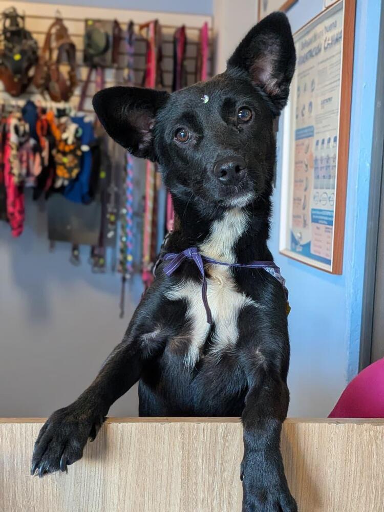 PIXIE - Pending Adoption, Adopted, Young Female Spaniel.
