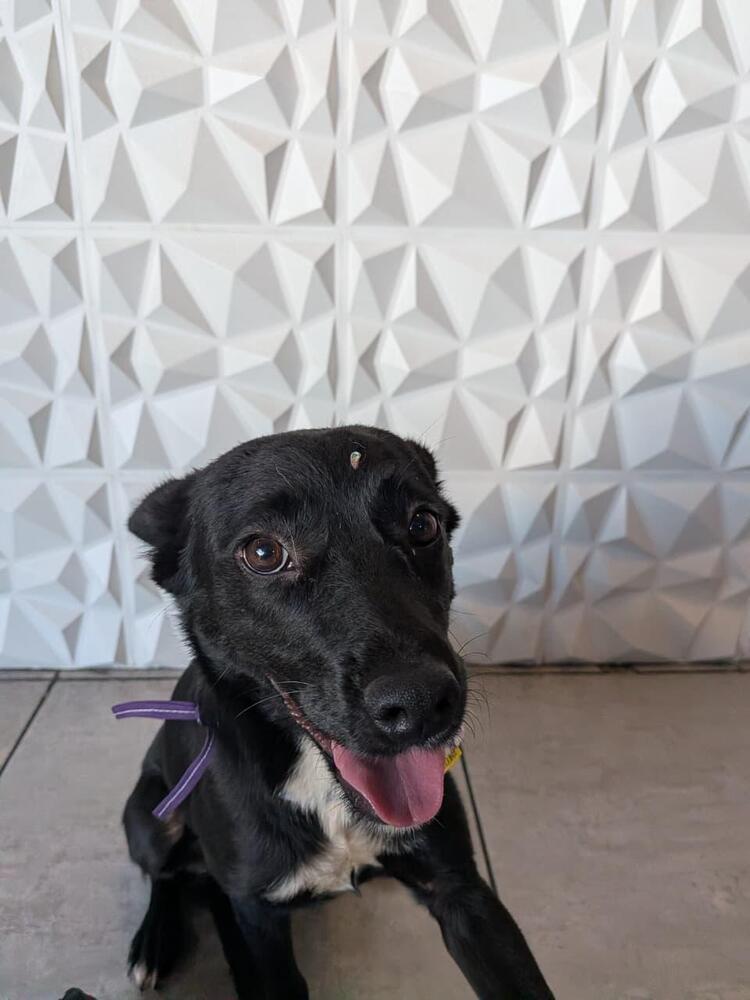 PIXIE - Pending Adoption, a Adopted mixed breed in Langley, BC image 4/5