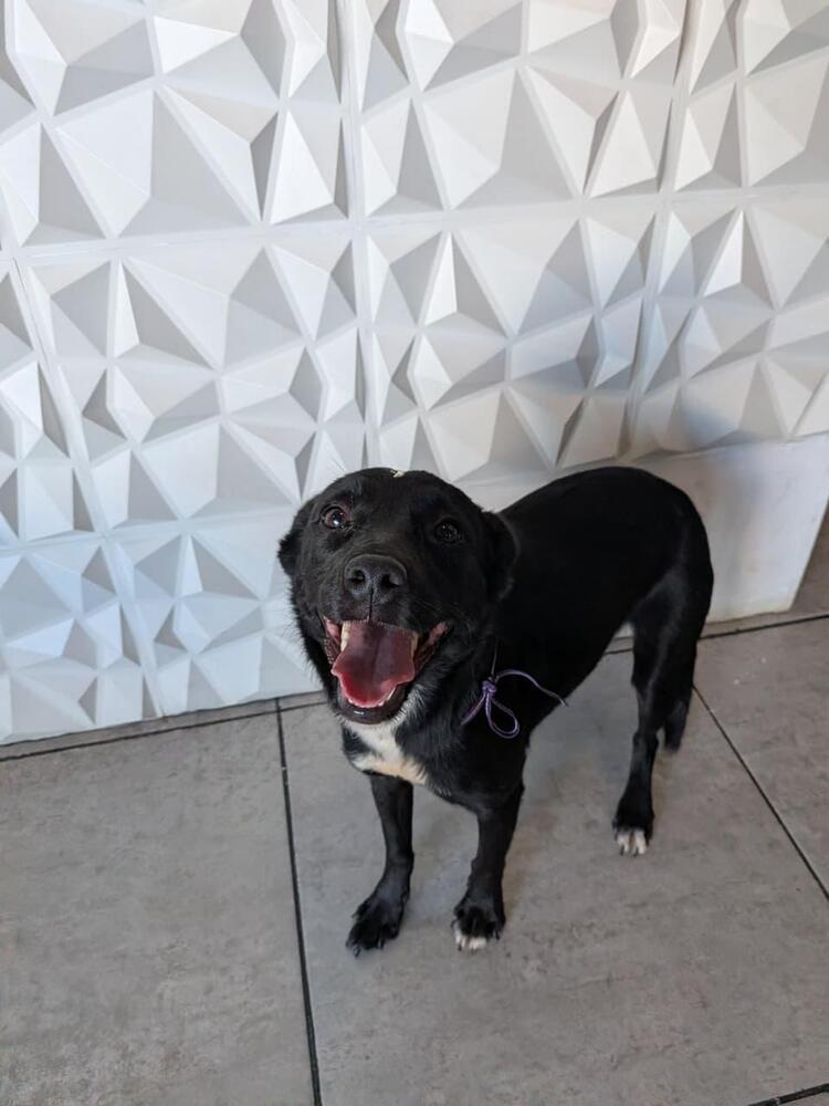 PIXIE - Pending Adoption, a Adopted mixed breed in Langley, BC image 5/5