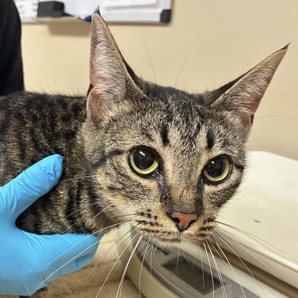 Mattie, Adoptable, Adult Female Domestic Short Hair.