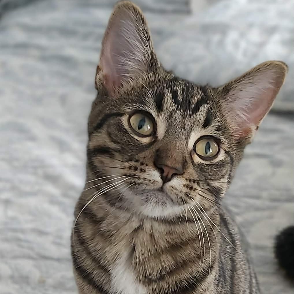 VENUS, Adoptable, Kitten Female Domestic Short Hair.