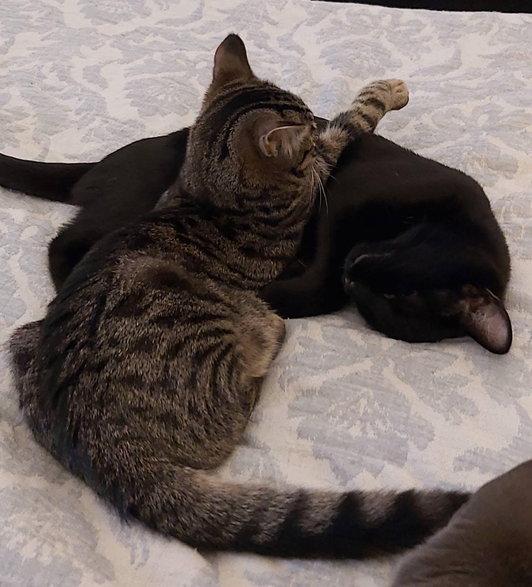 Enlarge VENUS, a Adoptable Domestic Short Hair in Delhi, ON image 5/6