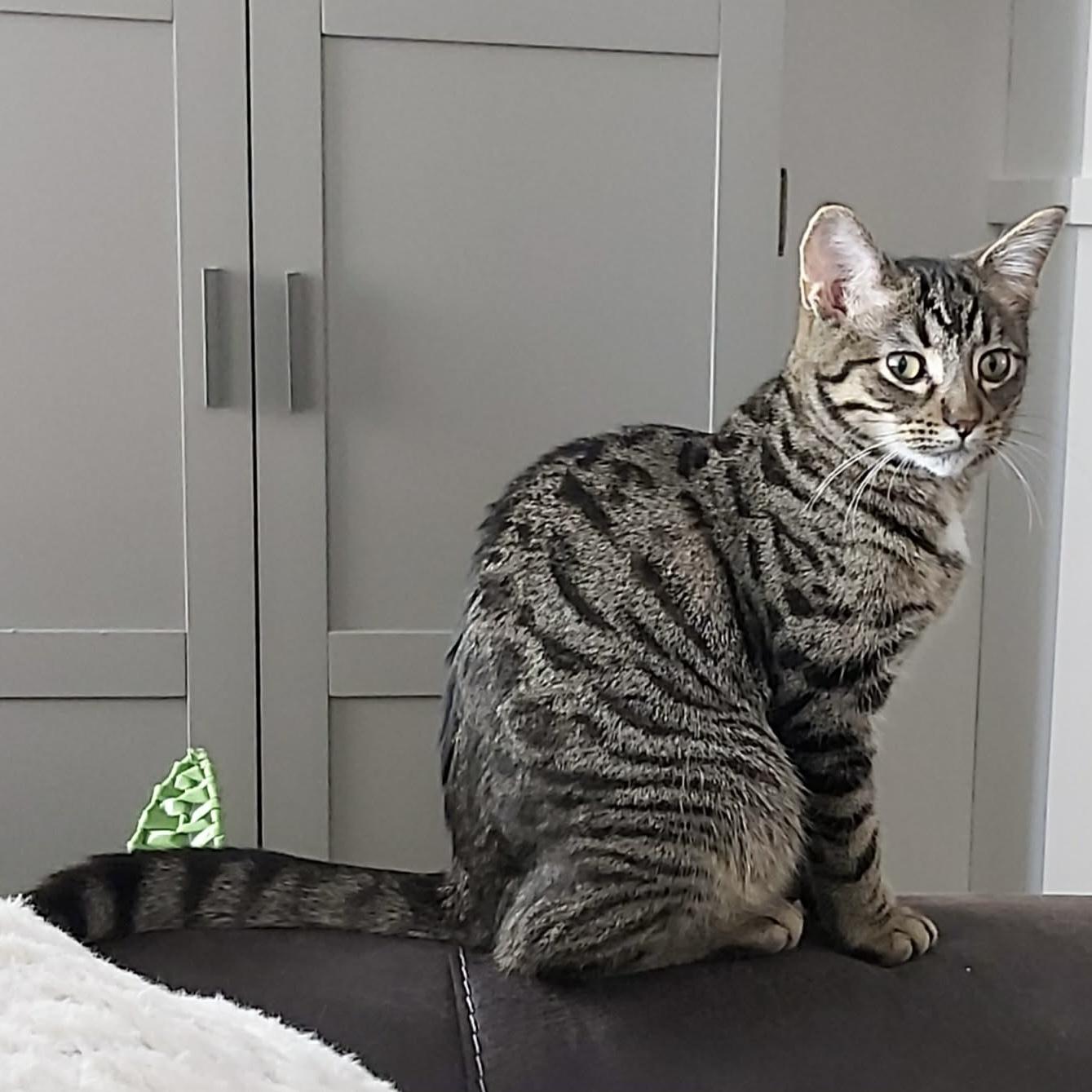 VENUS, a Adoptable Domestic Short Hair in Delhi, ON image 3/5