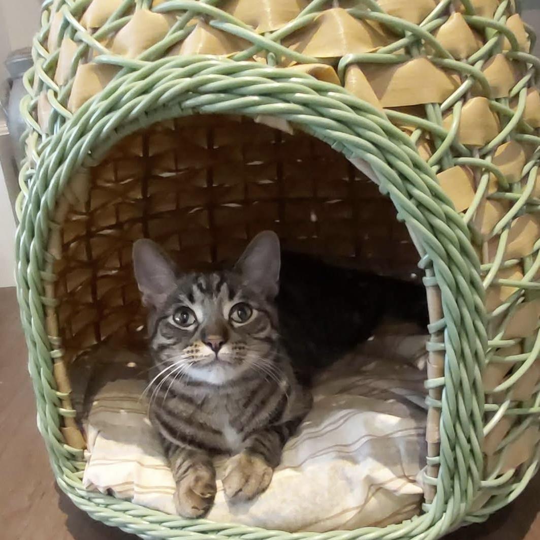 Enlarge VENUS, a Adoptable Domestic Short Hair in Delhi, ON image 2/6