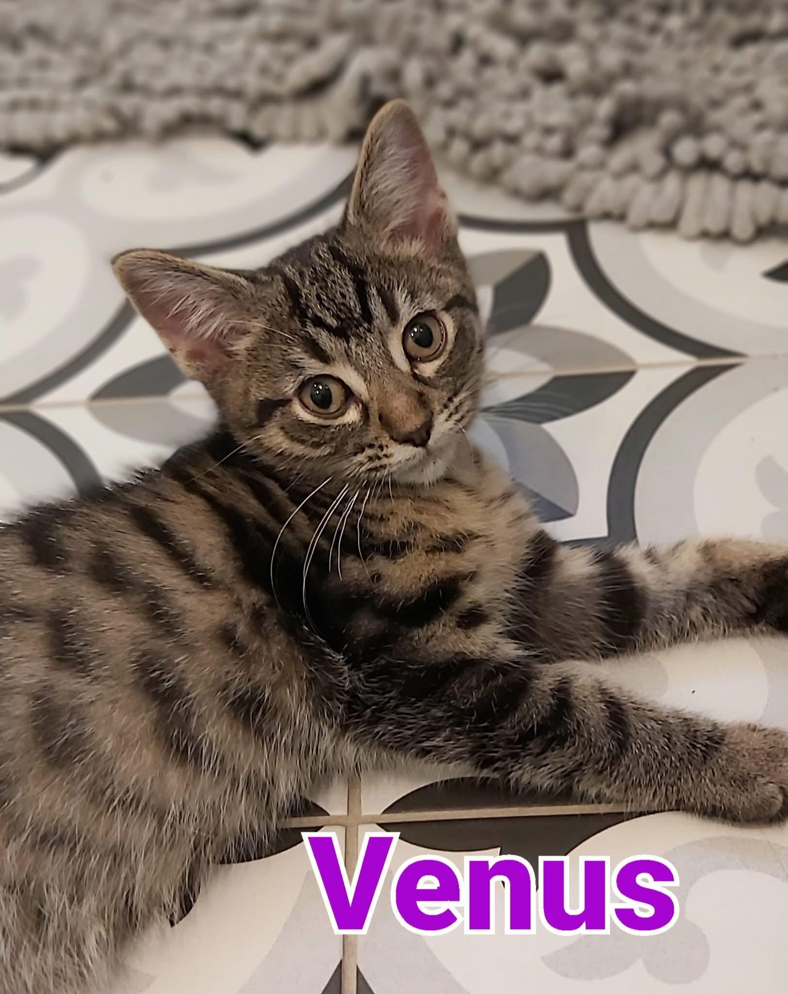 Enlarge VENUS, a Adoptable Domestic Short Hair in Delhi, ON image 6/6