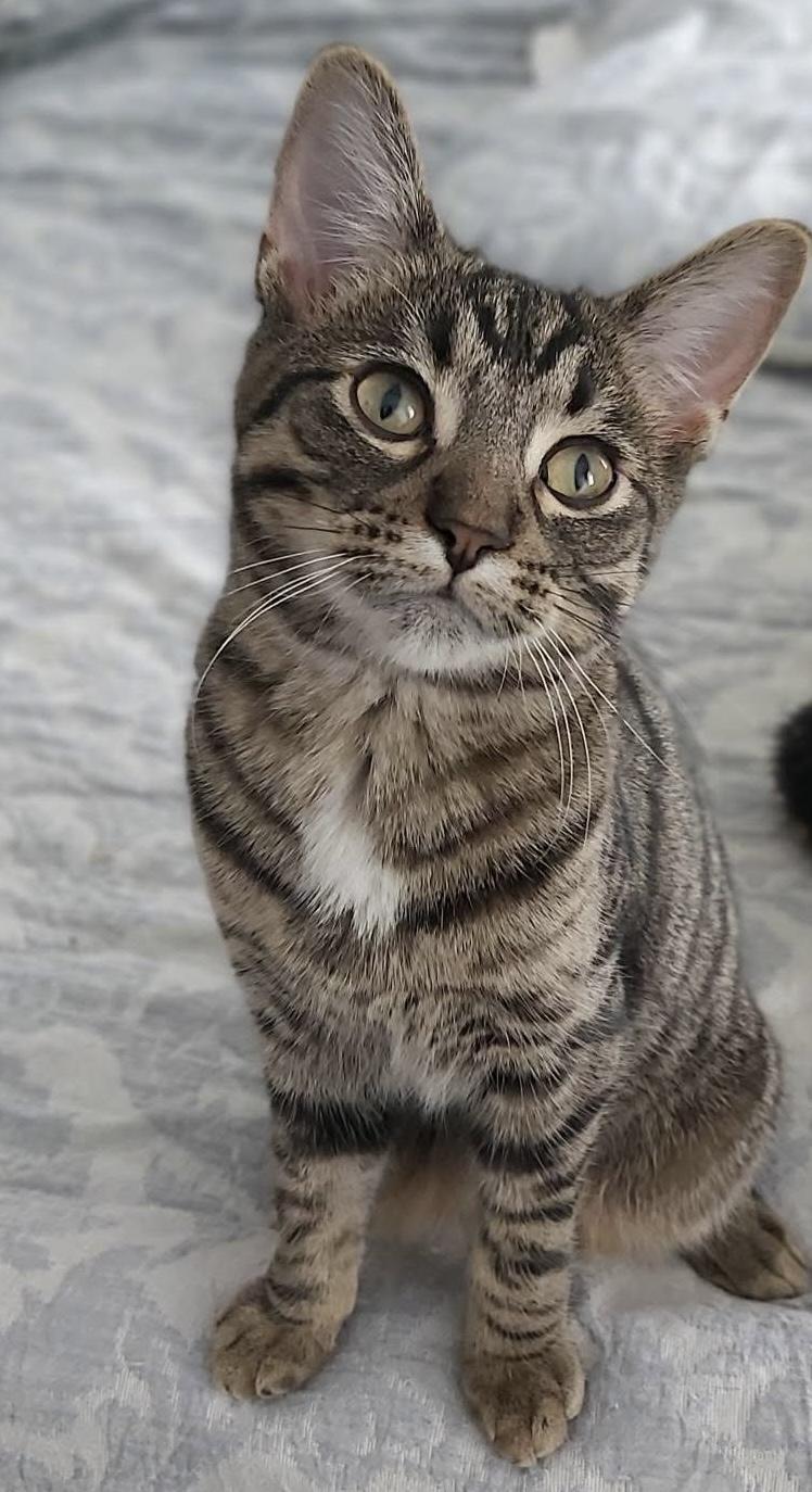 Enlarge VENUS, a Adoptable Domestic Short Hair in Delhi, ON image 3/6