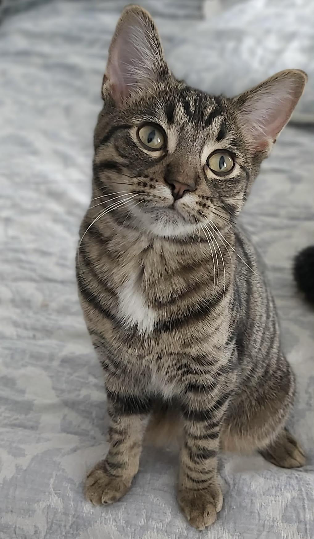 VENUS, a Adoptable Domestic Short Hair in Delhi, ON image 4/5