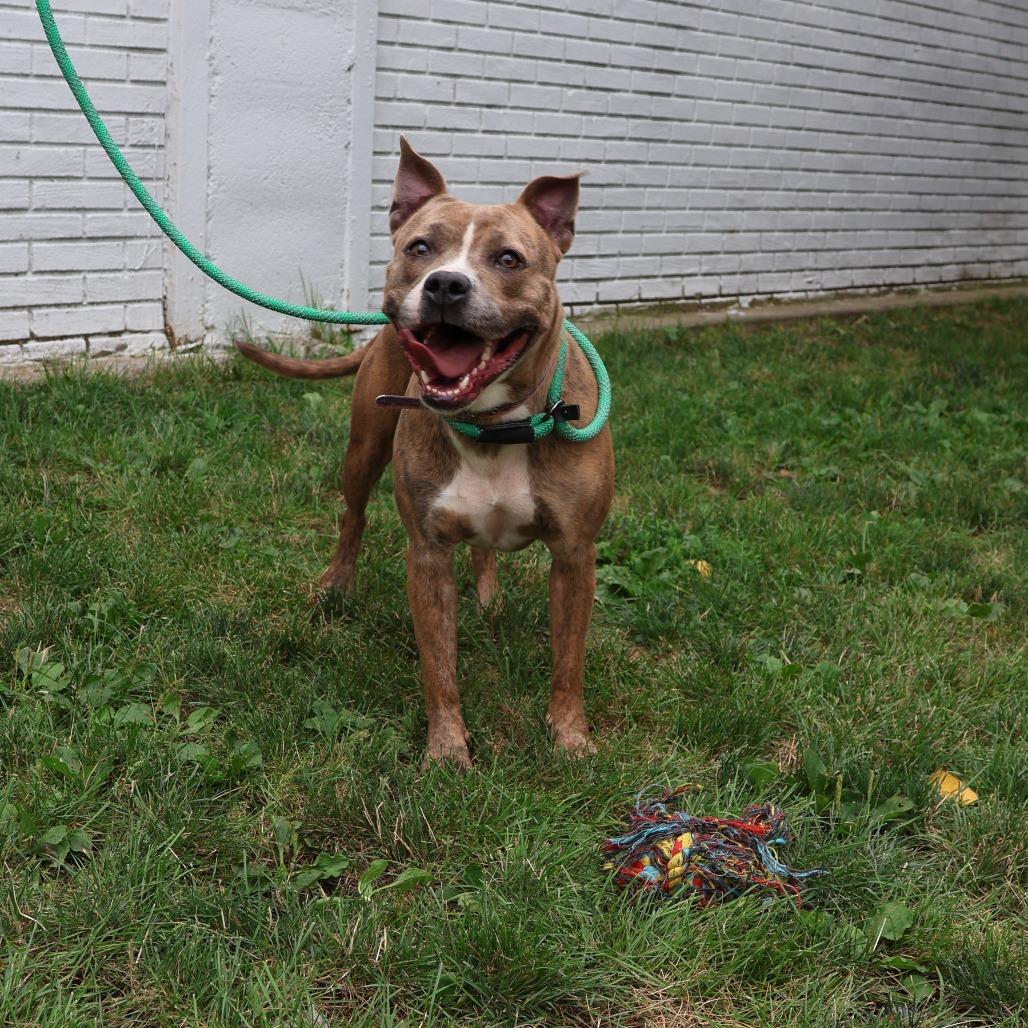 Enlarge Deuce, a Adoptable Pit Bull Terrier in Newark, NJ image 1/3