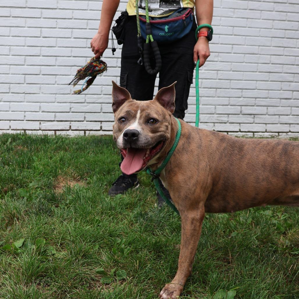 Enlarge Deuce, a Adoptable Pit Bull Terrier in Newark, NJ image 2/3