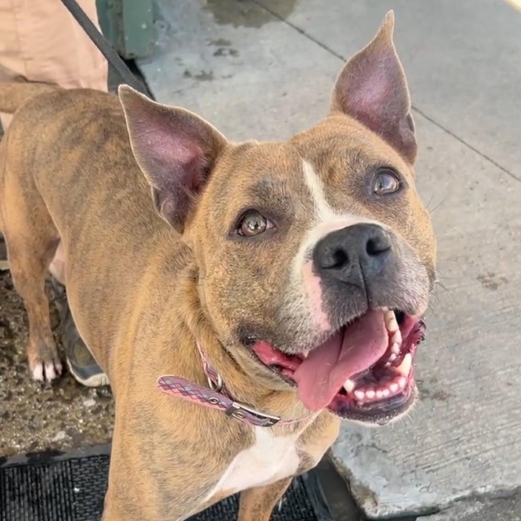 Enlarge Deuce, a Adoptable Pit Bull Terrier in Newark, NJ image 3/3