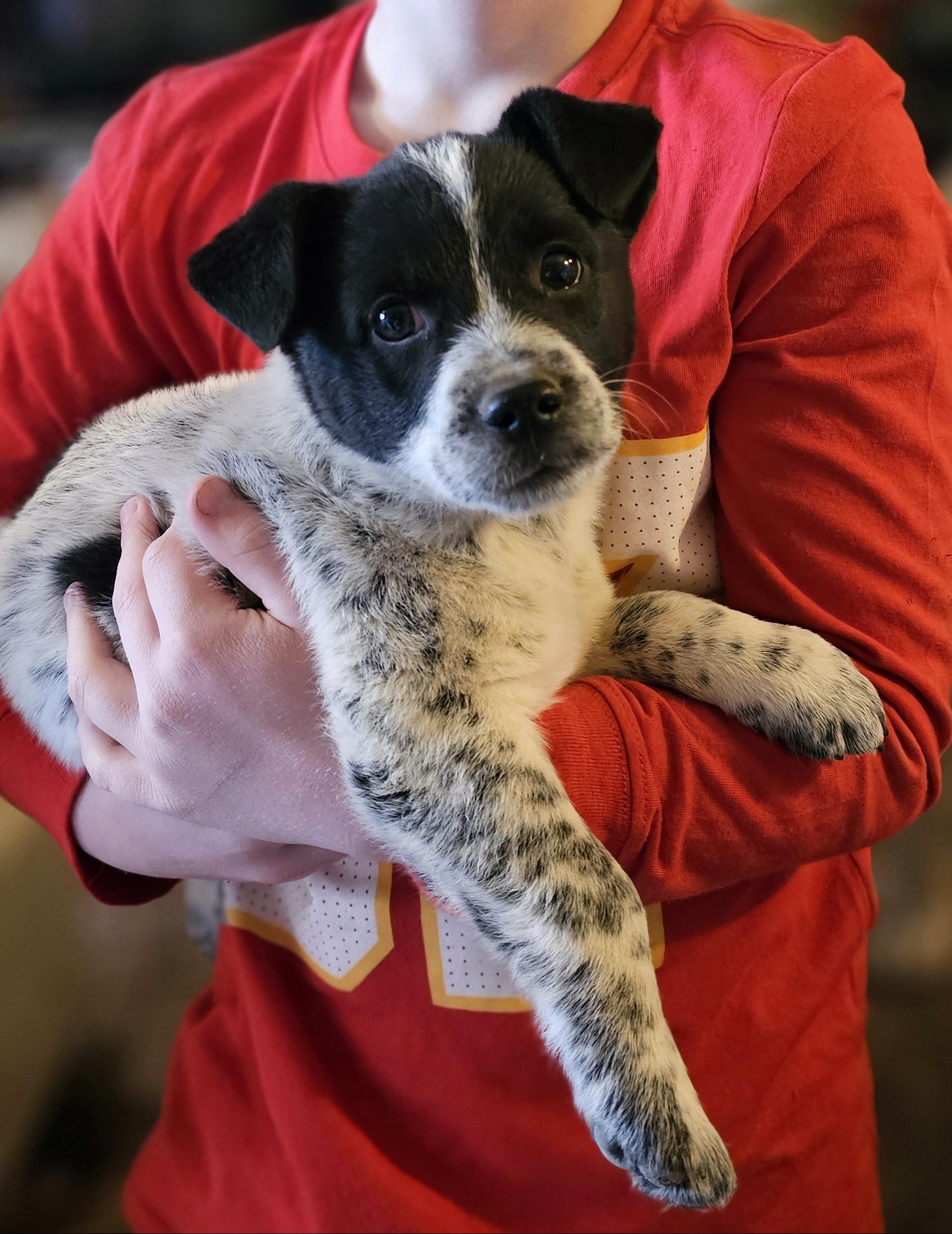 Buster, ADOPTABLE, Puppy Male Rat Terrier & Corgi.