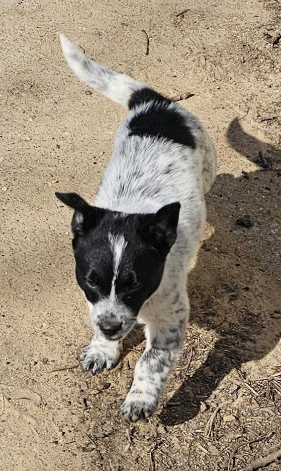 Buster, a ADOPTABLE mixed breed in Columbia, MO image 3/3