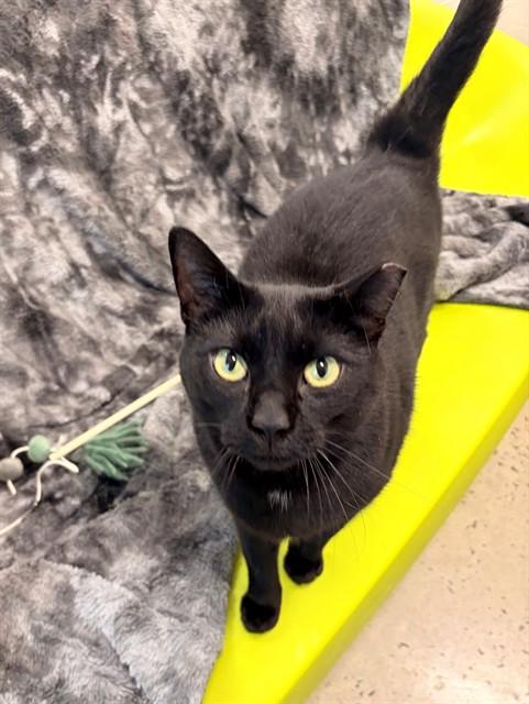 FRANK, Adoptable, Adult Male Domestic Short Hair.