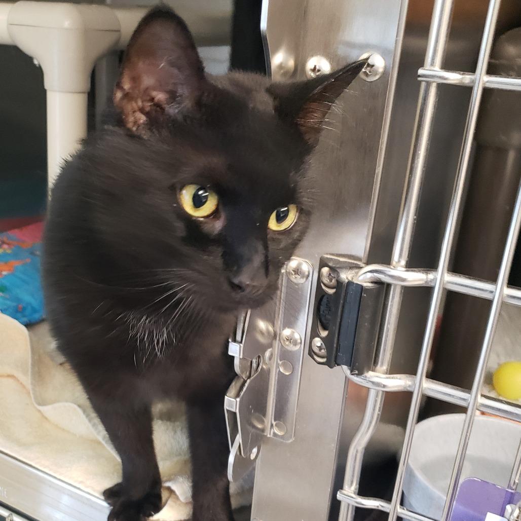 Popsicle, Adoptable, Young Male Domestic Short Hair.