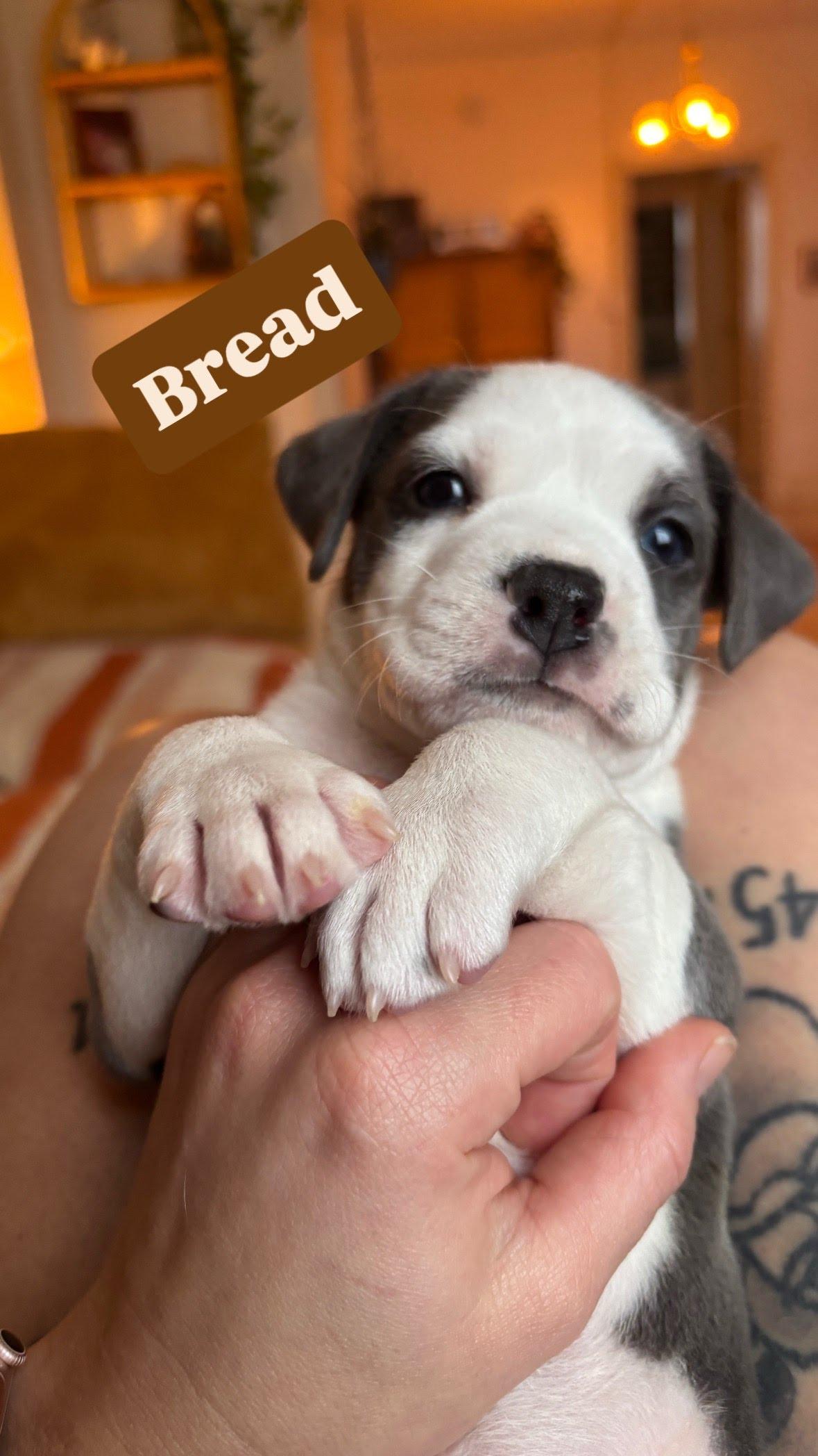 Enlarge Bread, an adopted Mixed Breed in Houghton, MI image 1/1
