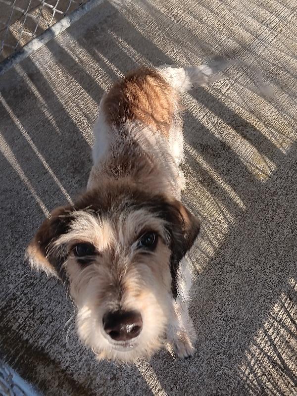 RASCAL, Adoptable, Young Male Terrier.