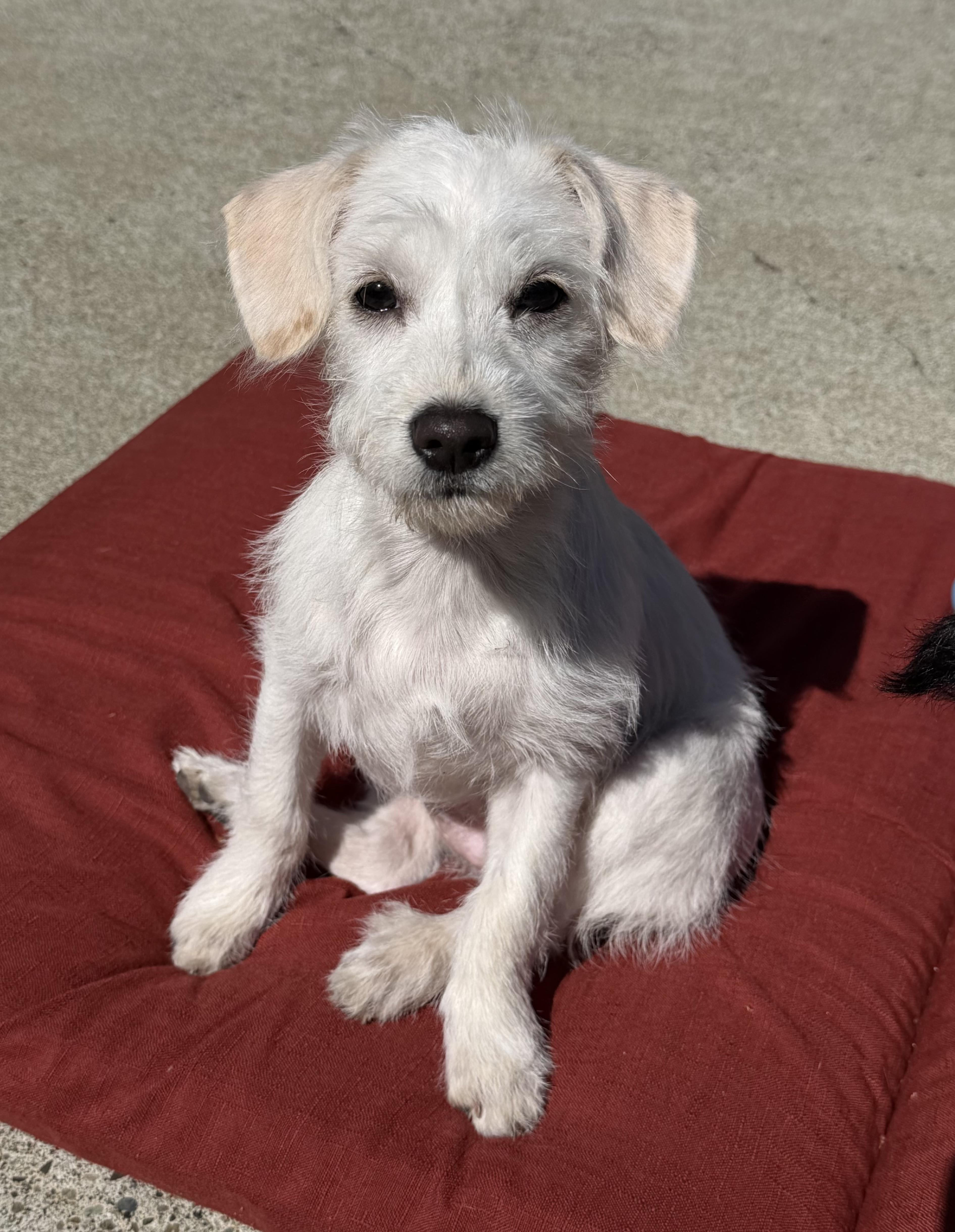 Enlarge Miley, a ADOPTABLE mixed breed in Olympia, WA image 4/5