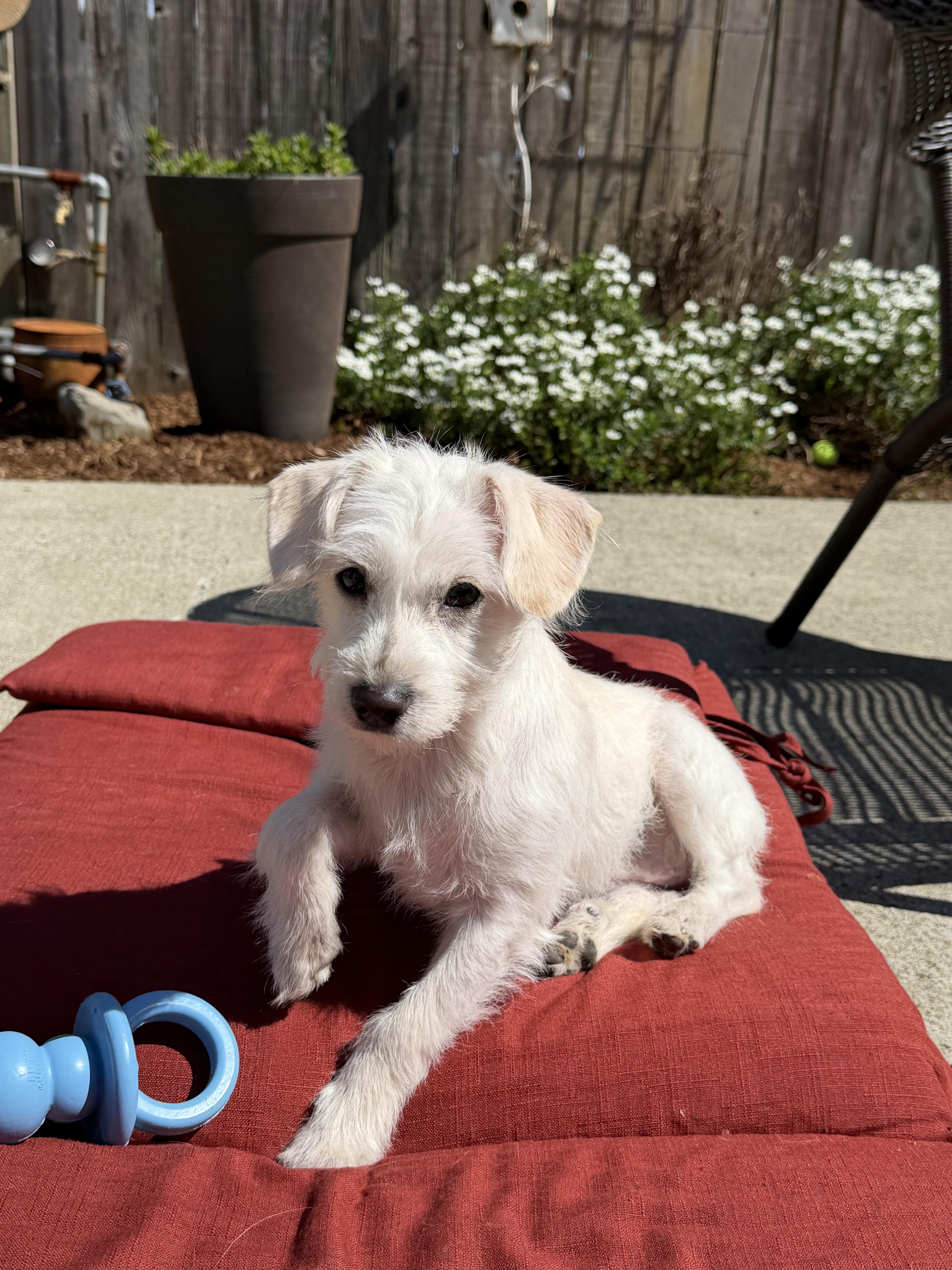 Enlarge Miley, a ADOPTABLE mixed breed in Olympia, WA image 5/5