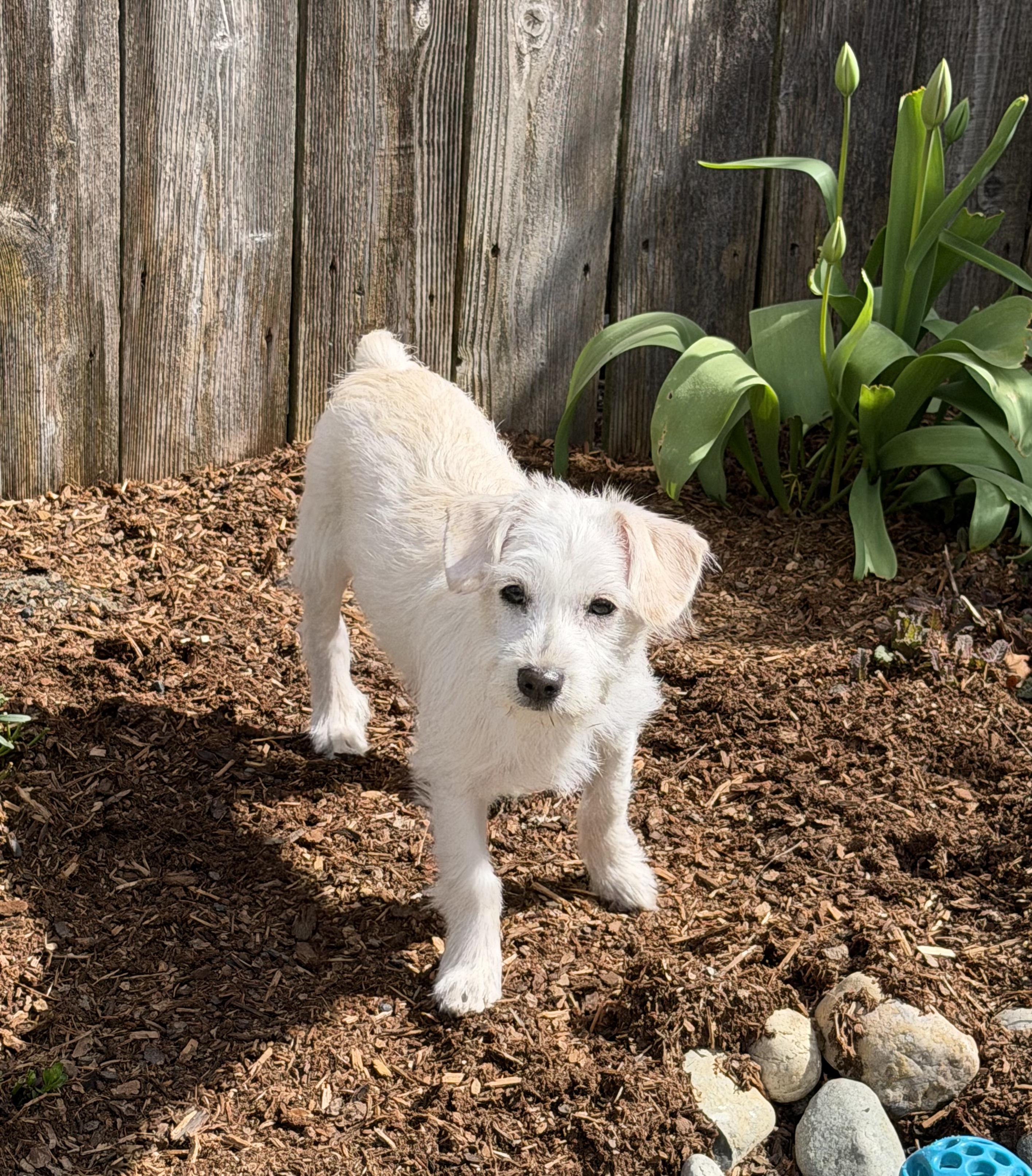Enlarge Miley, a ADOPTABLE mixed breed in Olympia, WA image 3/5