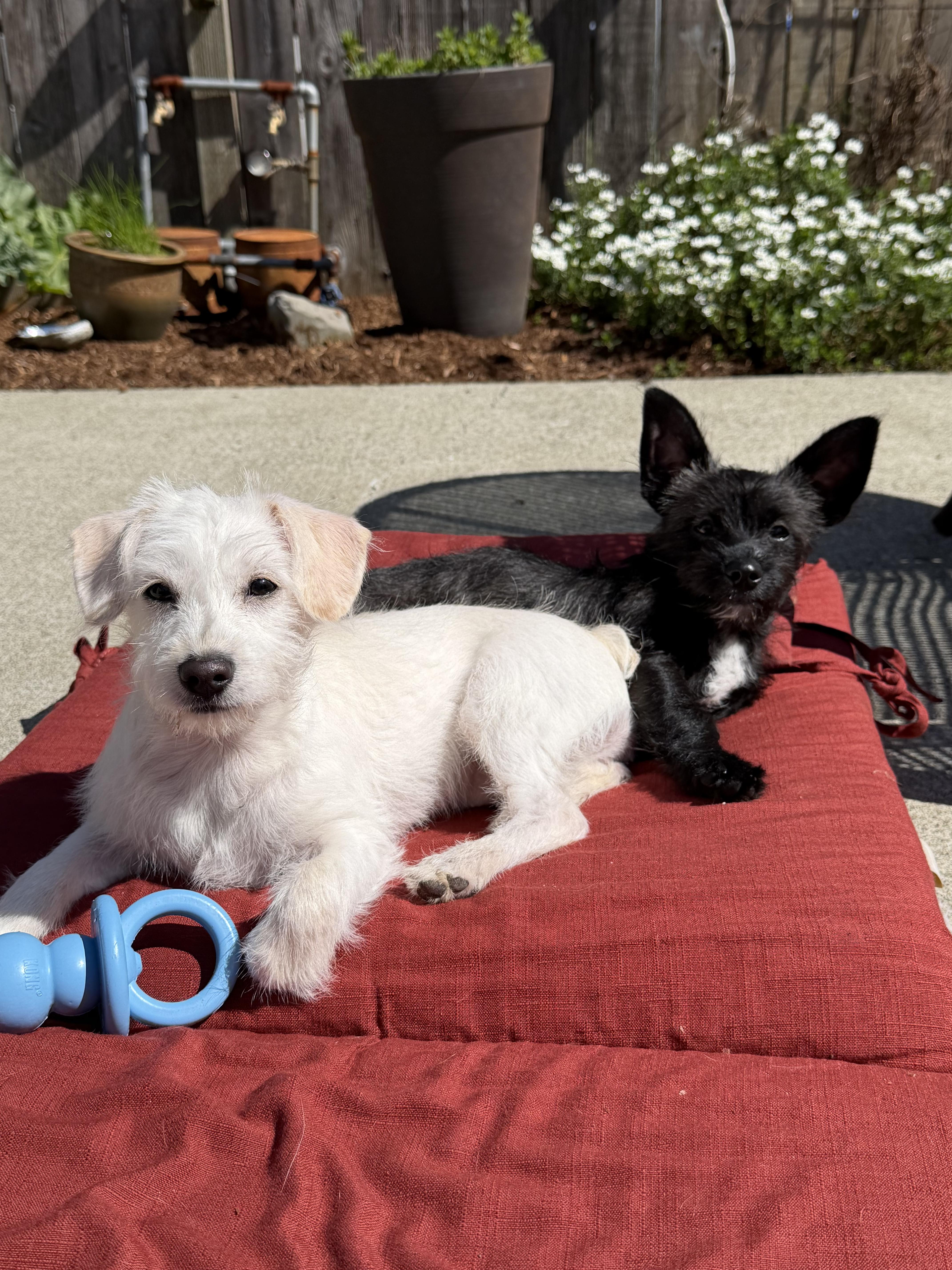 Enlarge Miley, a ADOPTABLE mixed breed in Olympia, WA image 2/5